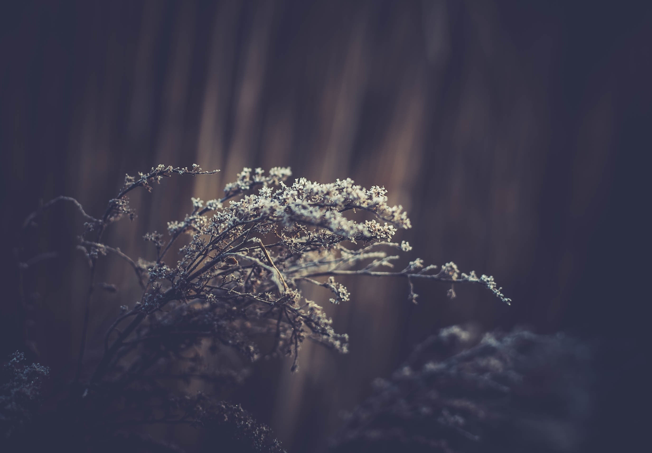 plants, winter, morning, petaled, close-up, selective focus, photo, ice, growth, macro, ice Crystal, wilted plant, flowers, weather, branch, vulnerability, HD Wallpaper
