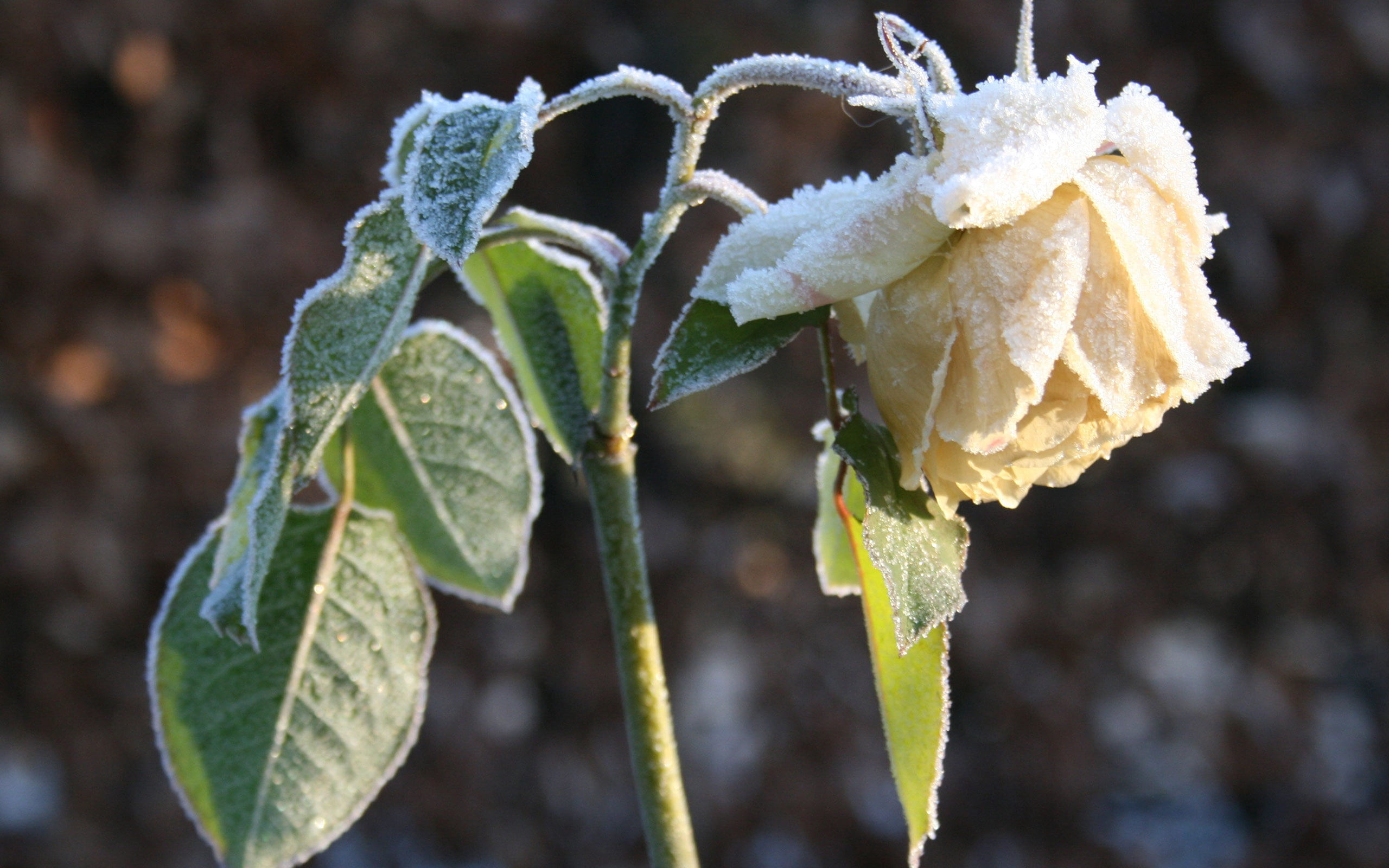 2K, snow, leaf, macro, season, plant, weather, vulnerability, nature, botany, no People, cold - Temperature, outdoors, rose, frost, frozen, summer, ice, HD Wallpaper