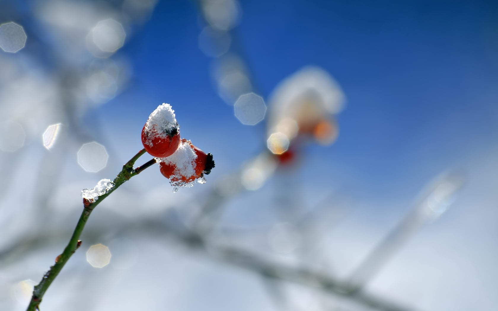 season, ice, rose hip, tree, hips, freshness, blue, white, branch, winter, rose, close-up, cold - Temperature, outdoors, focus on foreground, sunlight, HD Wallpaper