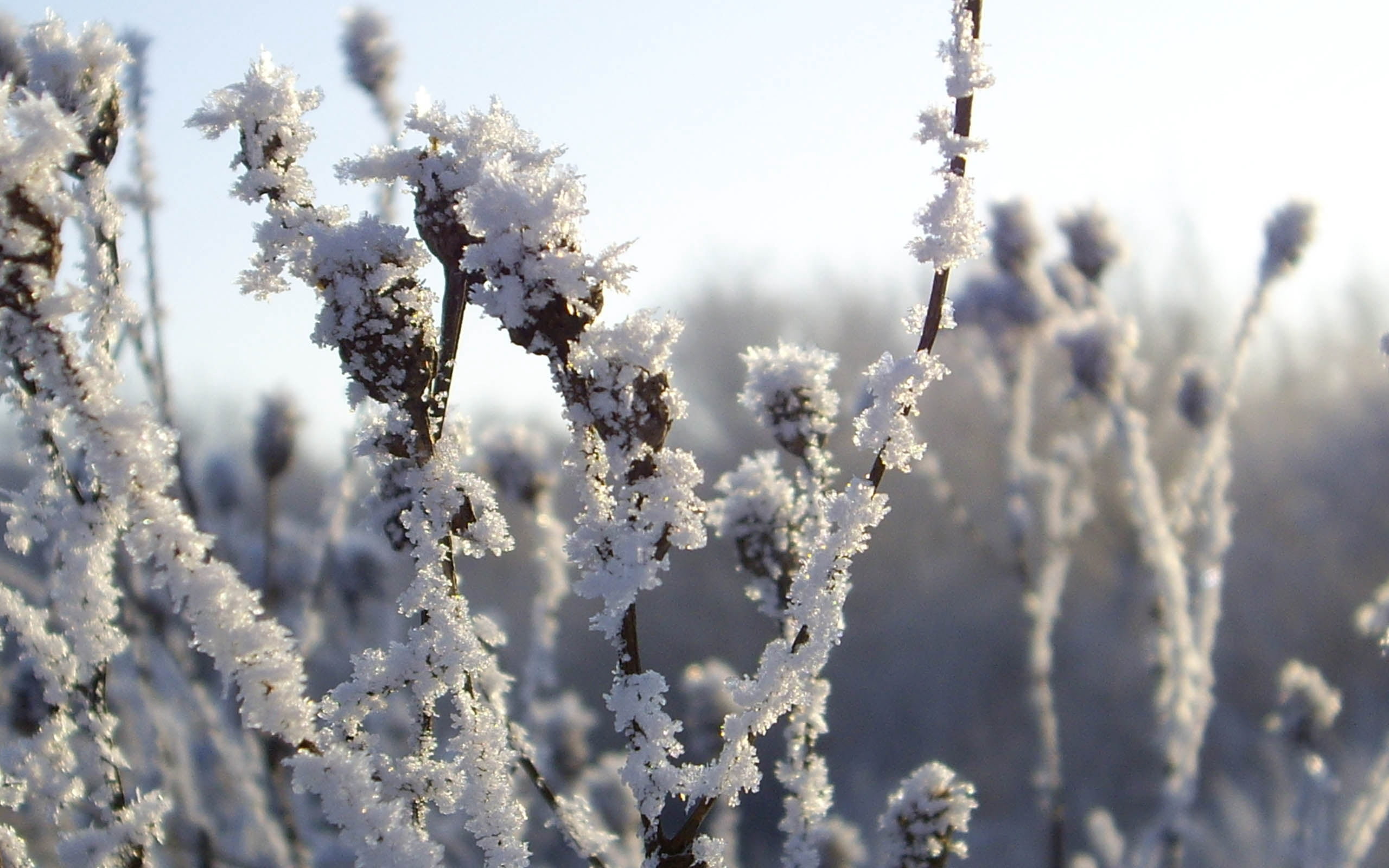frost, white, freshness, macro, springtime, winter, hoarfrost, sunlight, season, plant, 2K, focus on foreground, beauty In Nature, non-Urban Scene, nature, HD Wallpaper