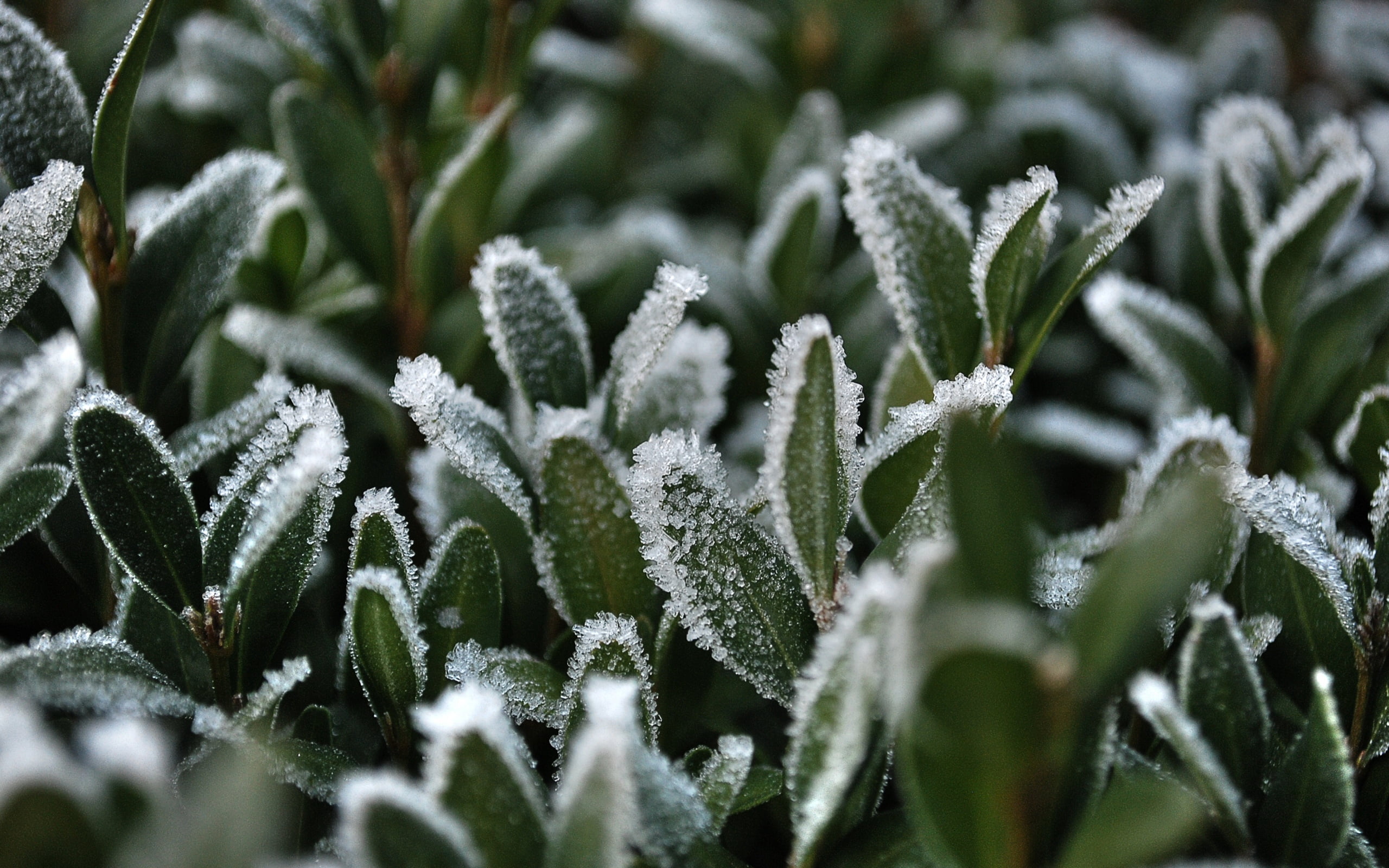 cold temperature, christmas, freshness, growth, green Color, no People, 2K, selective focus, snow, springtime, leafed, weather, wet, macro, full frame, HD Wallpaper