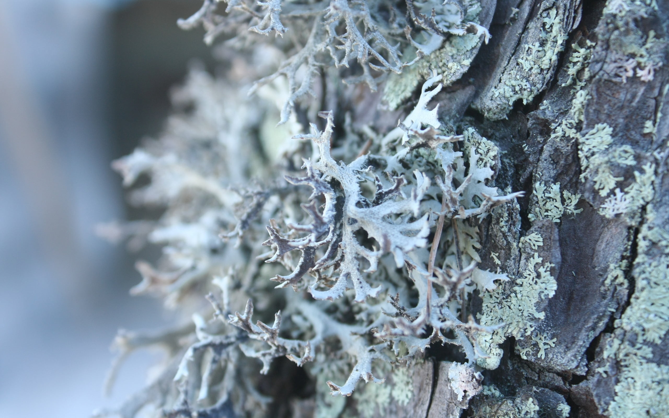 lichen, frozen, beauty In Nature, bark, forest, close-up, season, focus on foreground, extreme close-up, plant, outdoors, snow, tree, growth, nature, white, HD Wallpaper