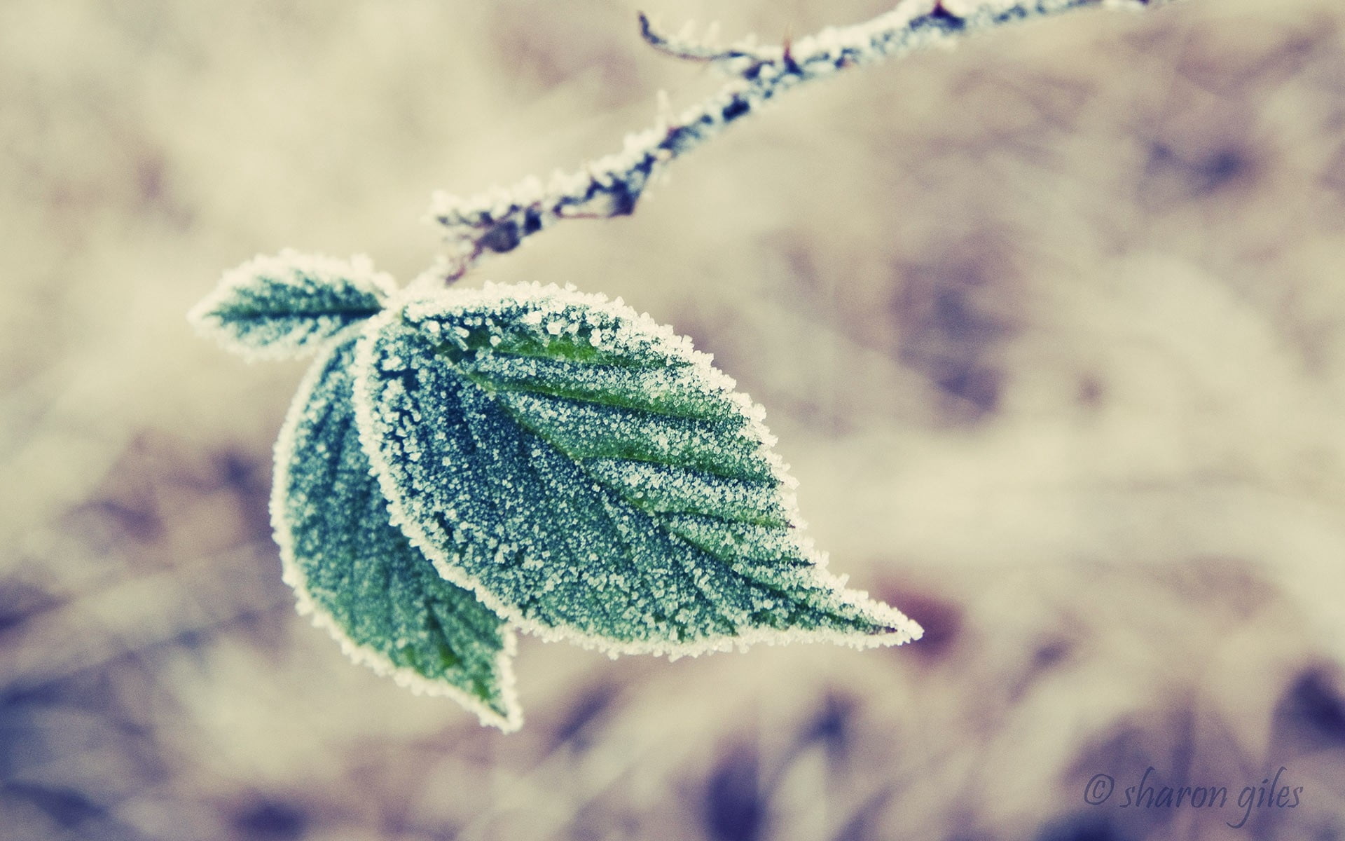 focus on foreground, cold - Temperature, beauty In Nature, cold temperature, frost, frozen, green, 1080P, summer, coniferous tree, pine tree, branches, HD Wallpaper