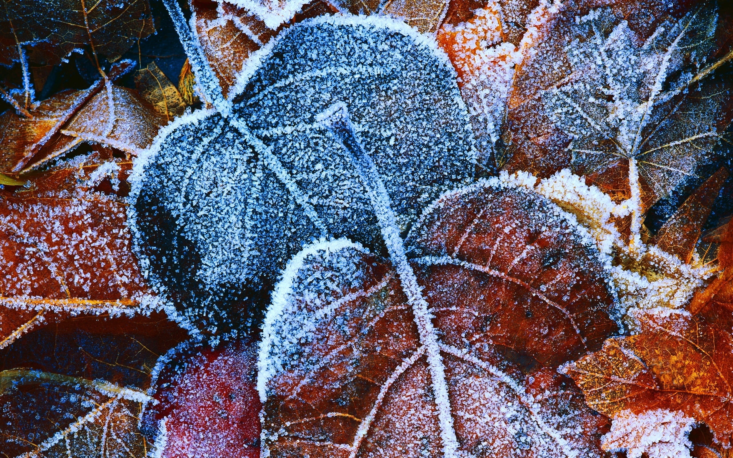 fragility, nature, floral pattern, branch, growth, snow, frozen, winter, autumn, vulnerability, decoration, no People, blue, fall, cold - Temperature, ice, HD Wallpaper