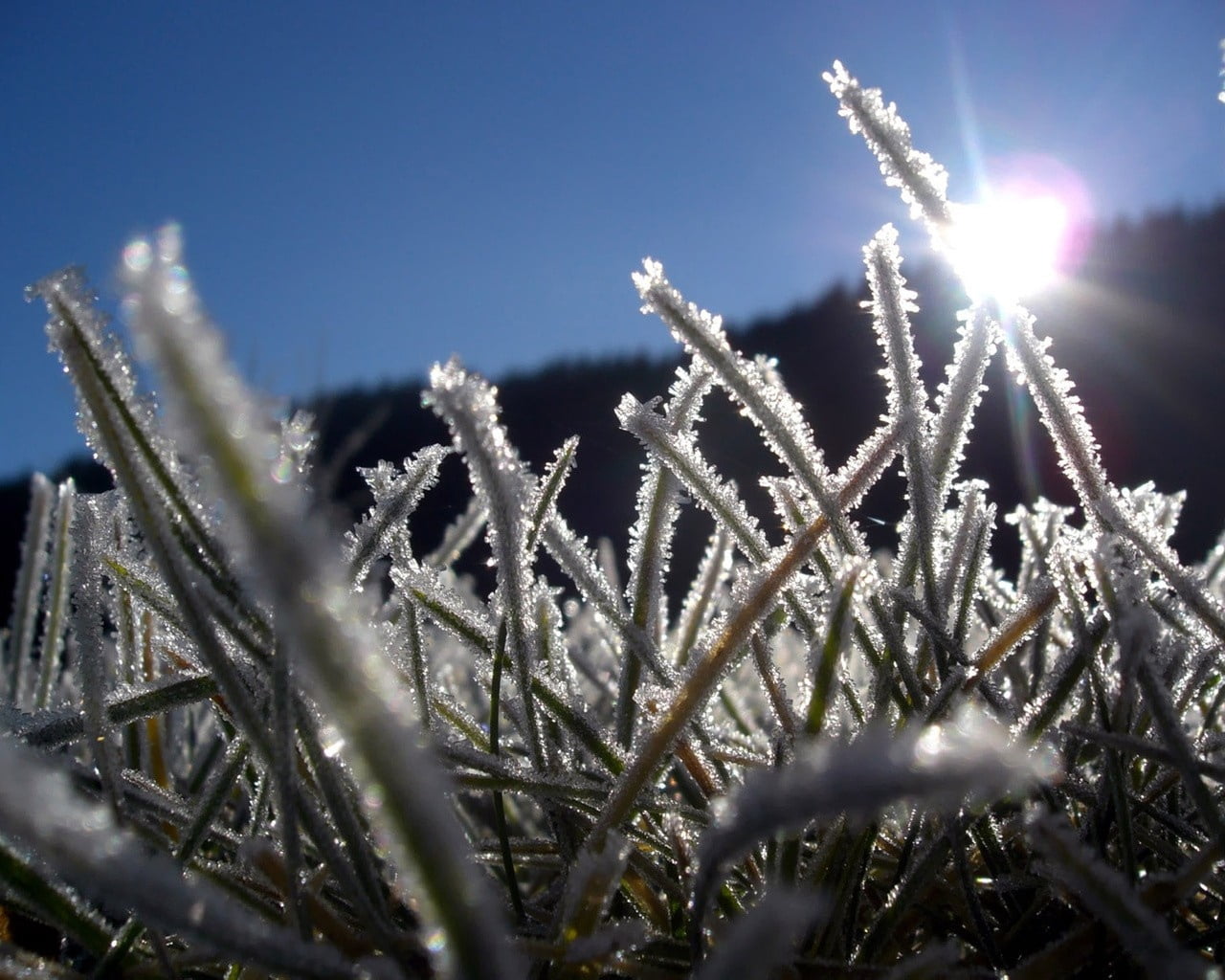 summer, forest, blue, growth, selective focus, cold temperature, outdoors, low angle view, white, backgrounds, winter, grass, sky, sun, springtime, hoarfrost, HD Wallpaper