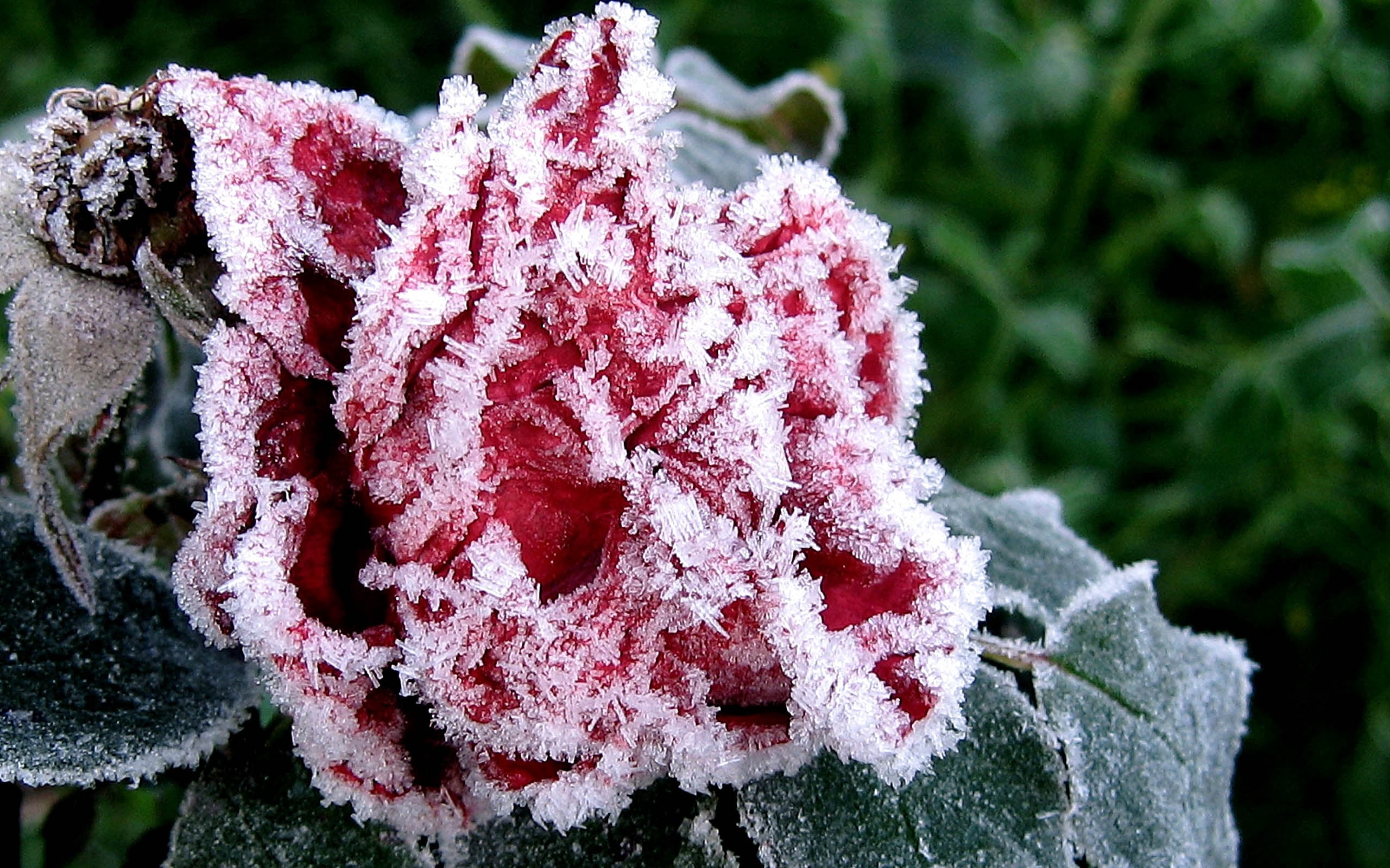 botany, flower, plant, ice, beauty In Nature, backgrounds, green Color, cold - Temperature, branch, nature, garden, frost, focus on foreground, textile, HD Wallpaper