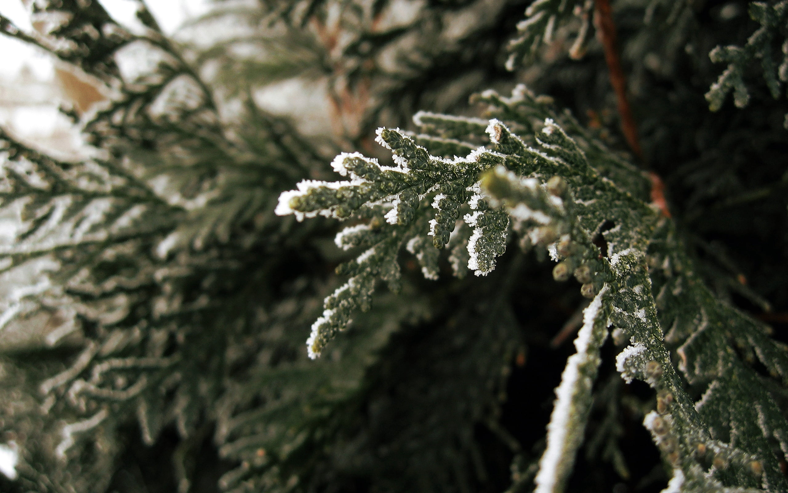plant, focus on foreground, fir Tree, frost, backgrounds, cold - Temperature, forest, no People, day, green Color, cold, frozen, 2K, green, macro, ice Crystal, HD Wallpaper