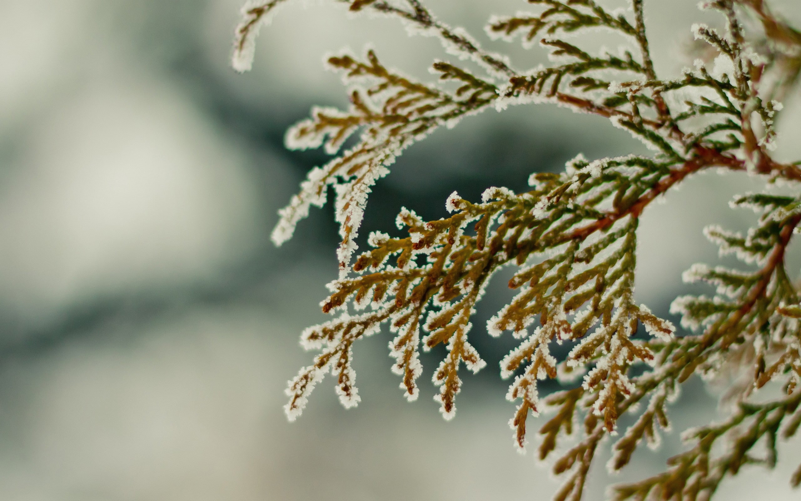 beauty In Nature, ice, snow, needle - Plant Part, green, branch, snowflakes, plant, christmas, ice Crystal, green Color, nature, twig, vulnerability, pine Tree, HD Wallpaper