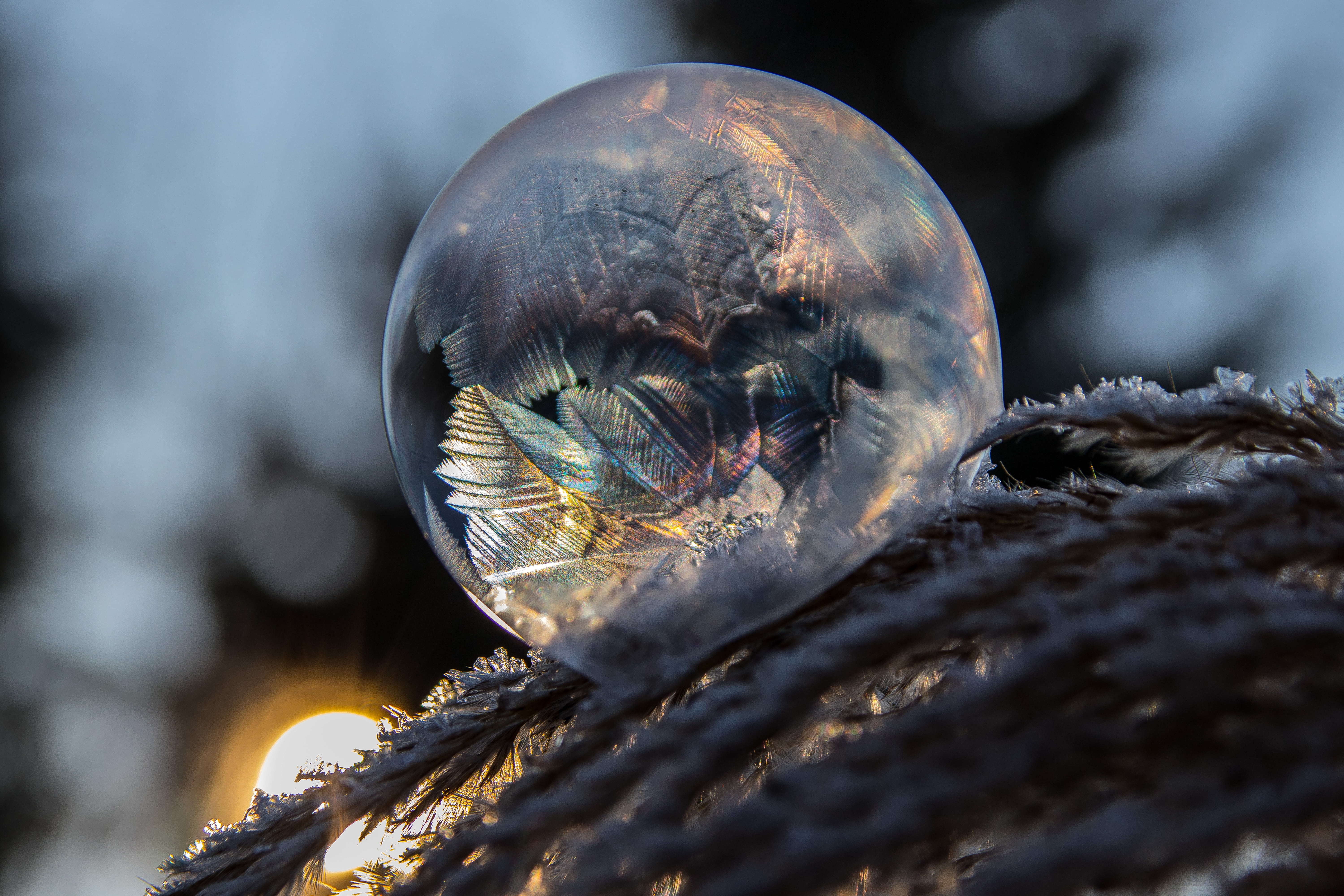 pattern, nature, shiny, 5K, frozen bubble, animal themes, environment, photography, extreme close-up, animal wildlife, ice crystal, selective focus, animal, HD Wallpaper
