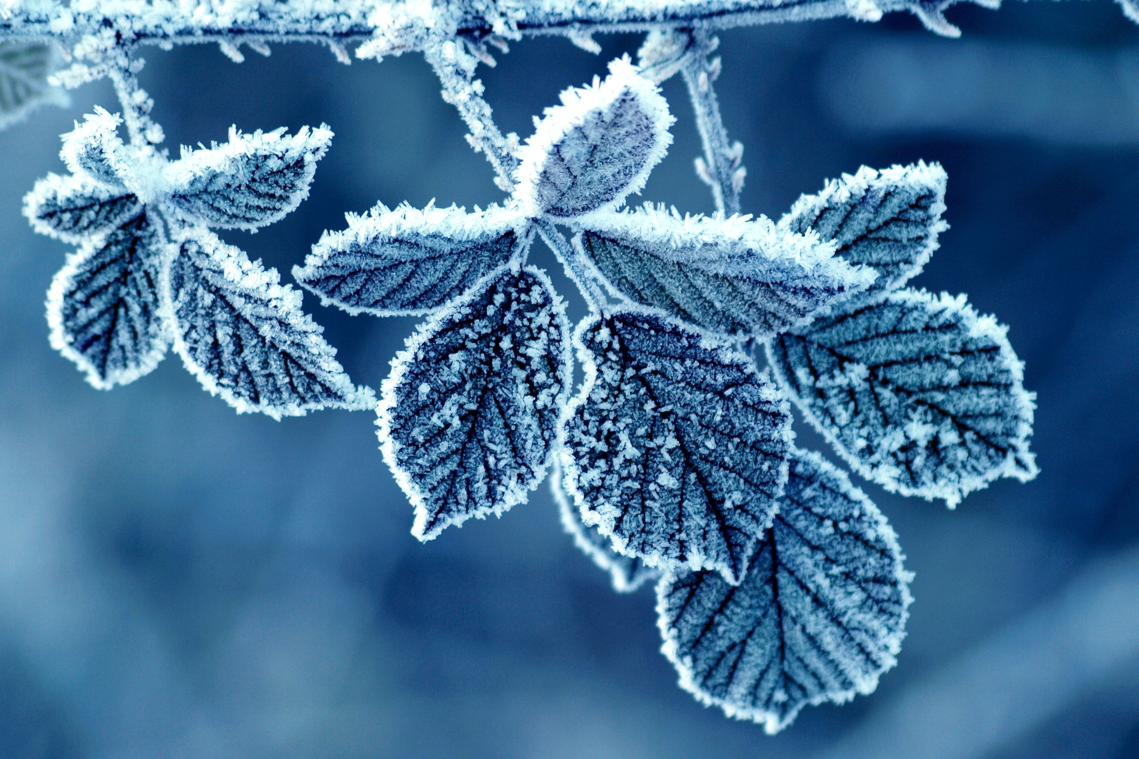 close, white color, leaves, cold temperature, freshness, gray, branch, frozen, nature, fir tree, ice Crystal, beauty In Nature, outdoors, season, plant, HD Wallpaper