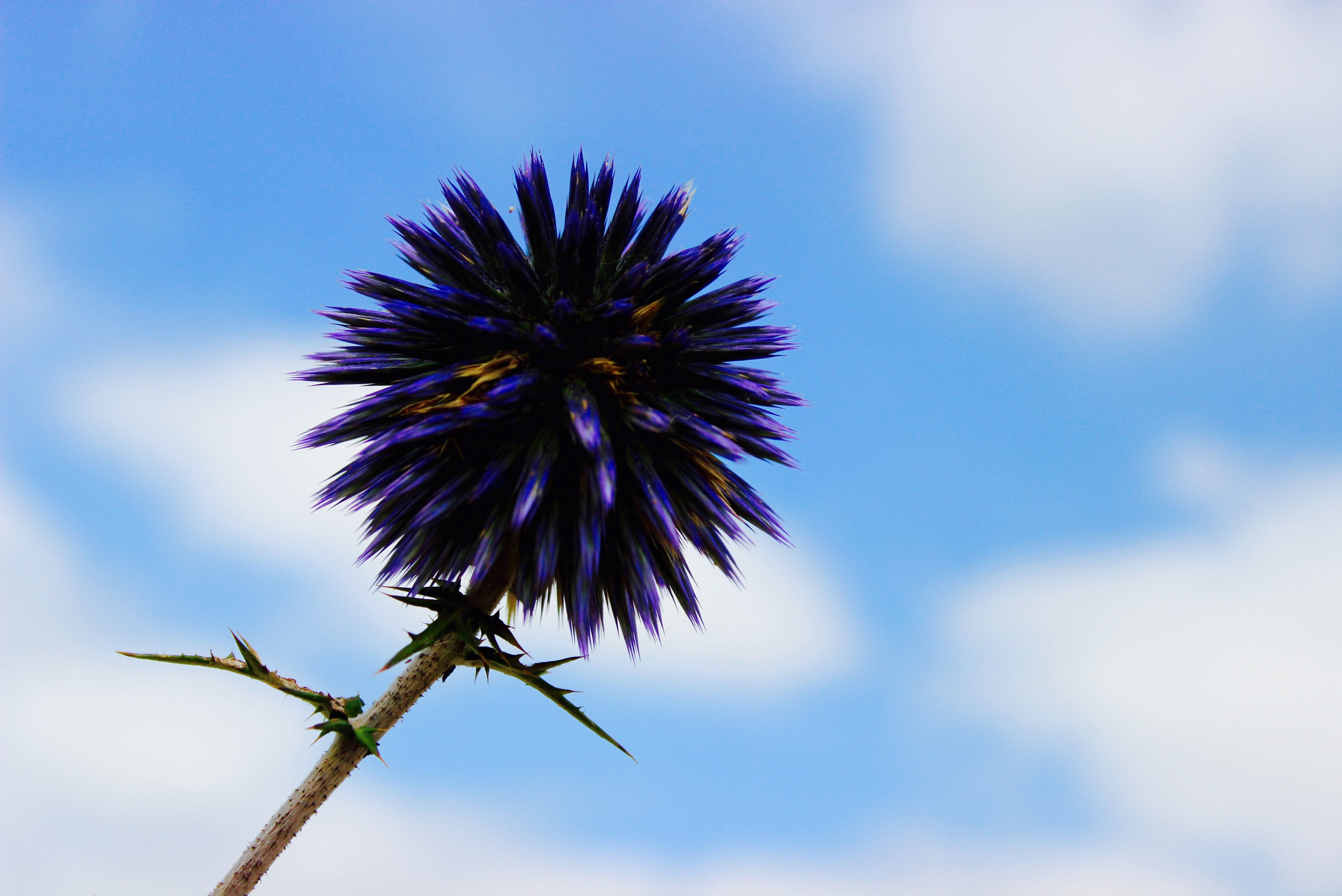 freshness, flora, no people, wild, flower head, close-up, low angle view, plant, fragility, beauty in nature, summer, focus on foreground, prickly, blue, HD Wallpaper