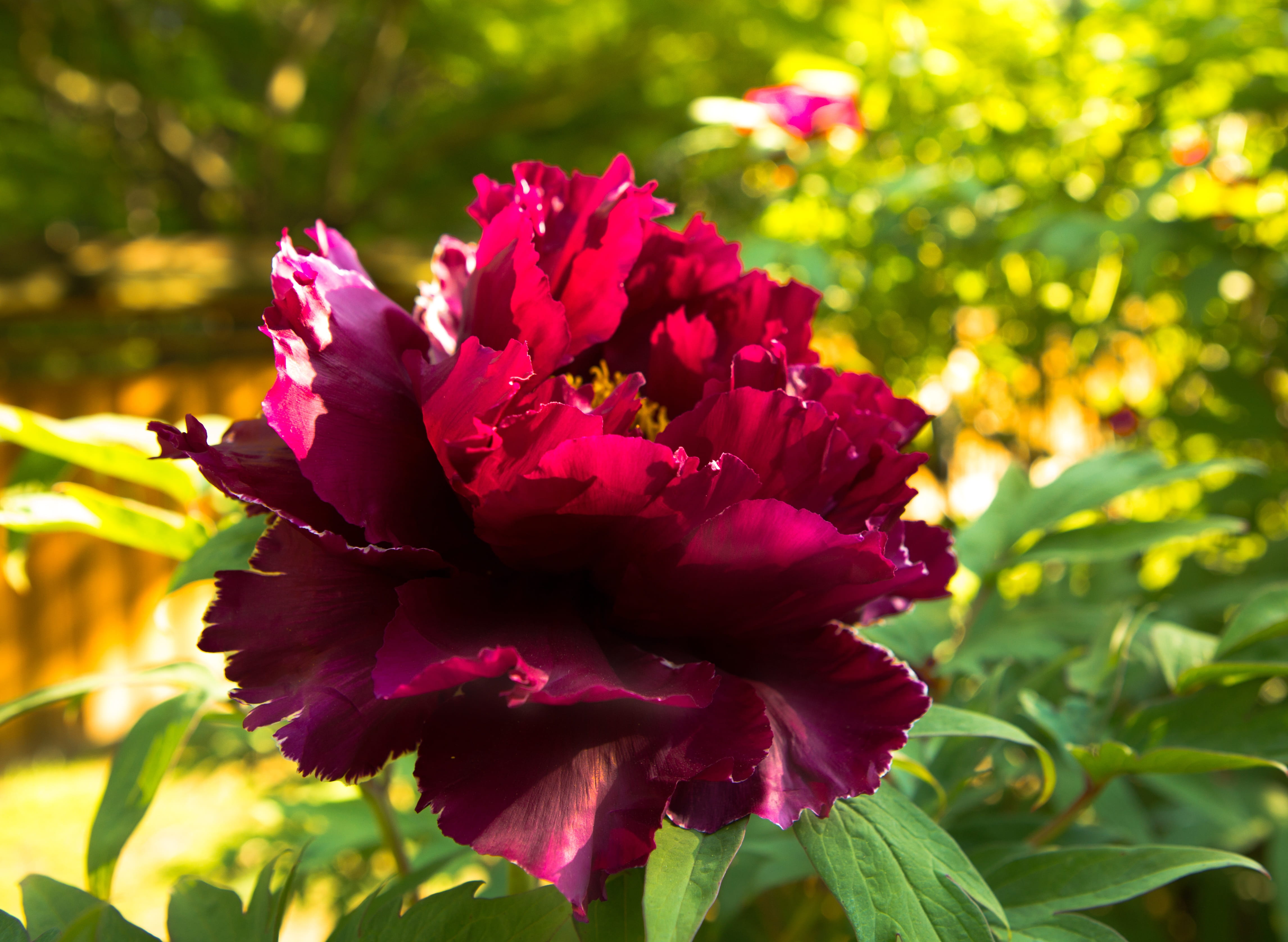 leaf, beautiful, closeup, flower, vulnerability, sunlight, garden, red, peony, focus on foreground, flowers, 4K, beauty in nature, flower head, nature, HD Wallpaper