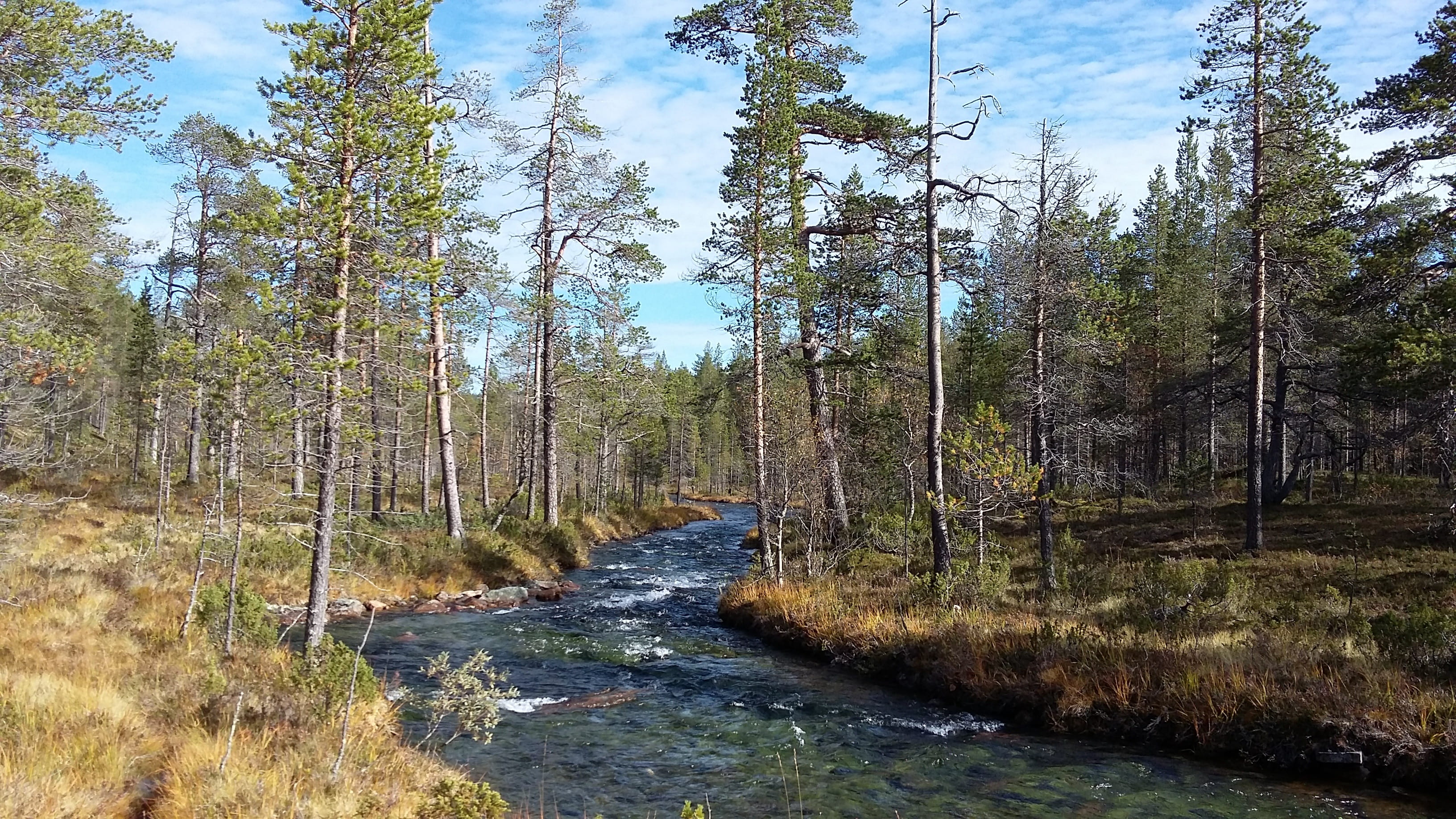 land, tree, vacations, beauty in nature, urhokekkonennationalpark, nature, 2K, scenics - nature, lapland, trunk, outdoors, day, trekking, landscape, tranquil scene, HD Wallpaper
