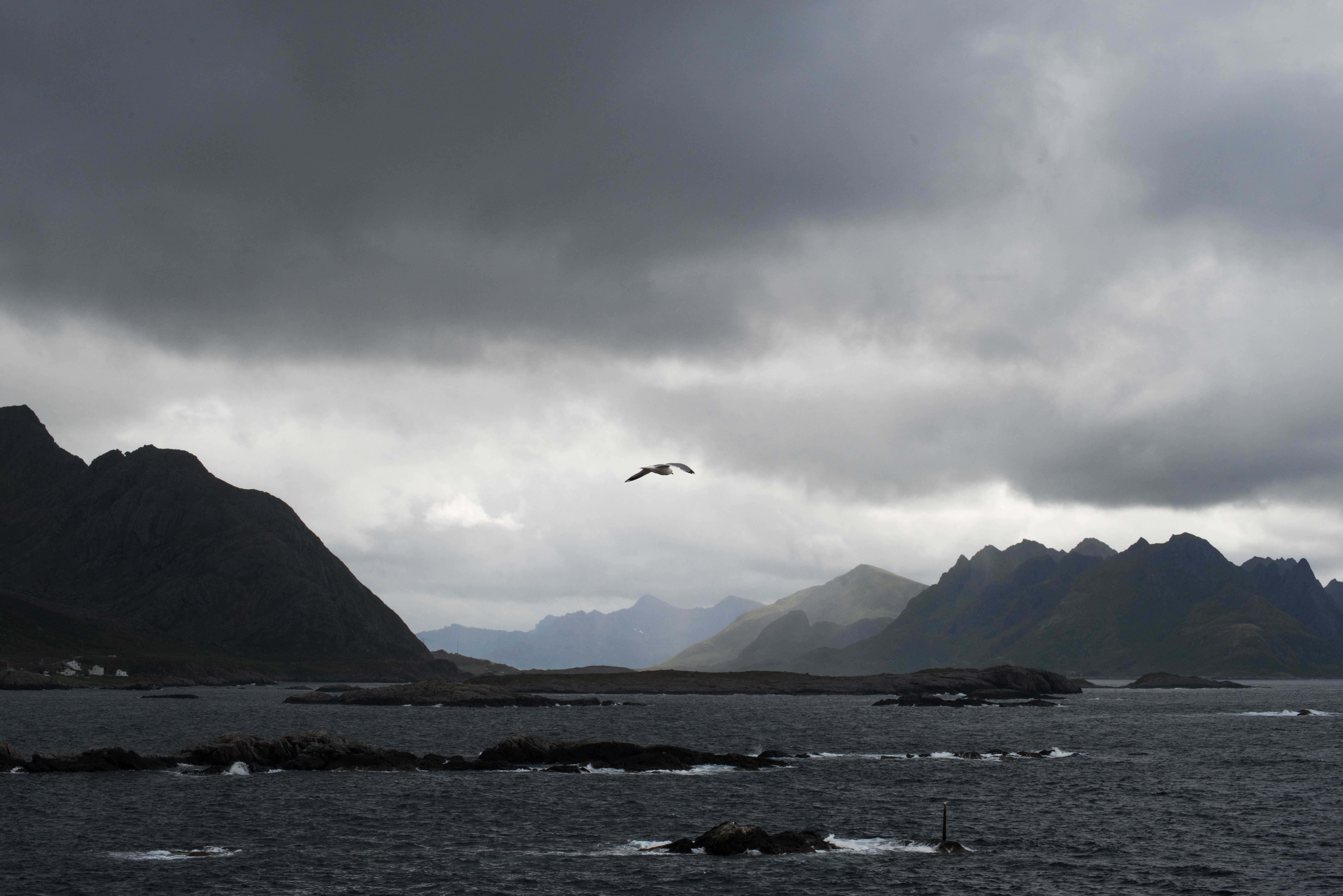 mountain, one animal, nature, animal themes, north, scenics - nature, mood, animal, bird, sky, sea, fjords, norway, flying, arctic, no people, arctic circle, HD Wallpaper