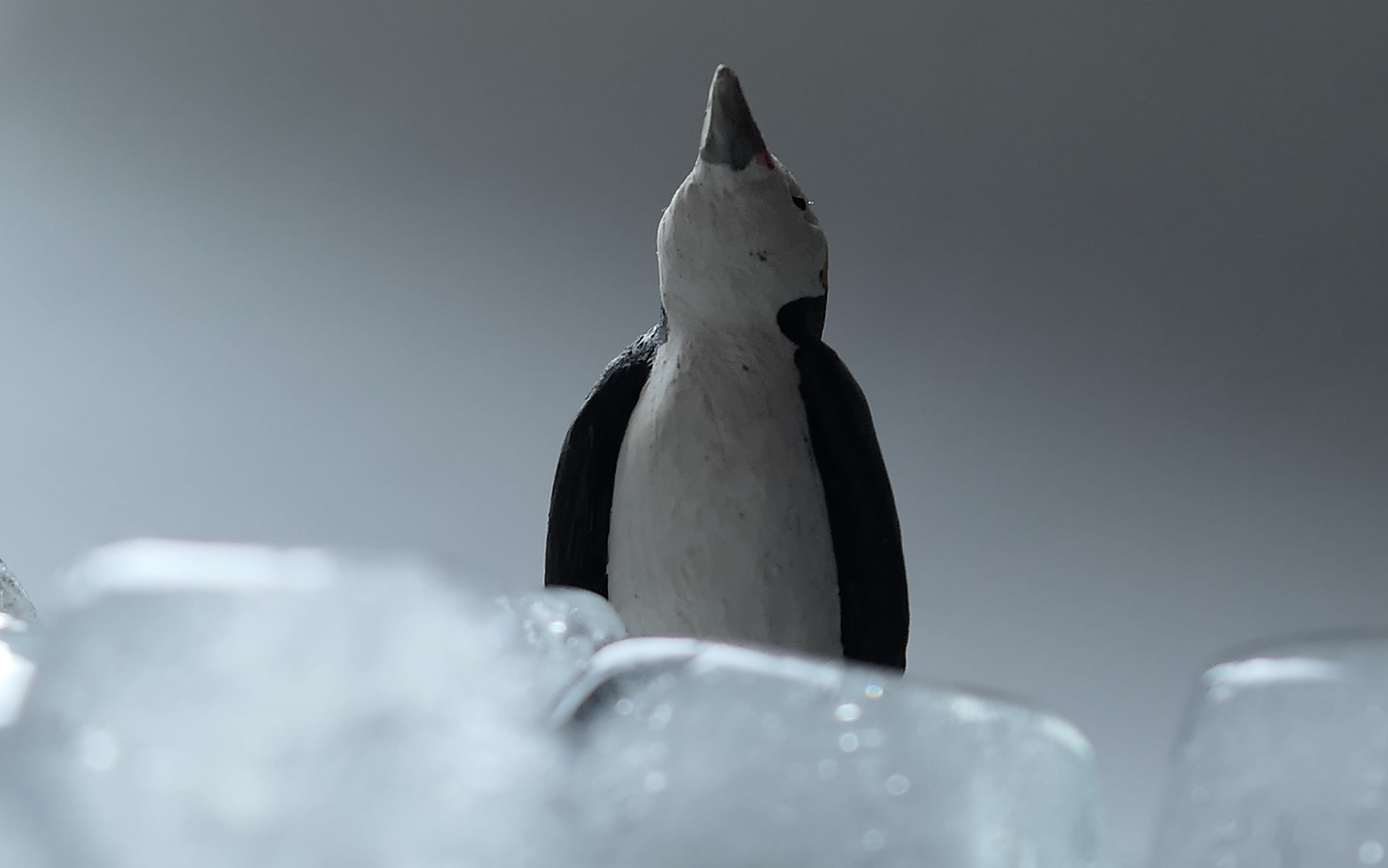 animal wildlife, winter, indoors, cold temperature, animal, vertebrate, studio shot, no people, frozen, water bird, nature, cold, arctic circle, animals in the wild, HD Wallpaper