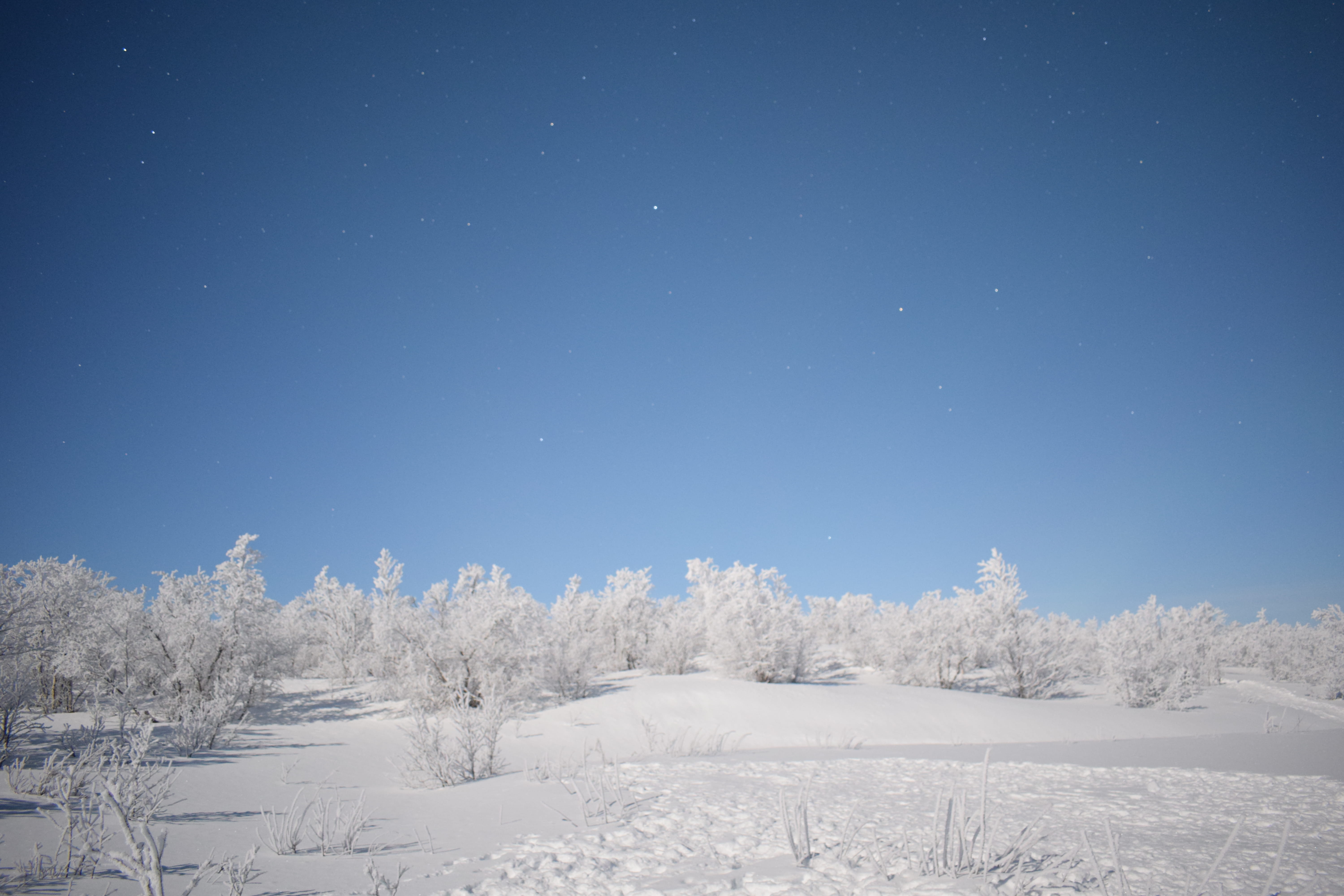 scenics - nature, arctic circle, trees, abisko, field, plant, midnight, tree, cold temperature, environment, day, extreme weather, frost, snow, snowing, HD Wallpaper