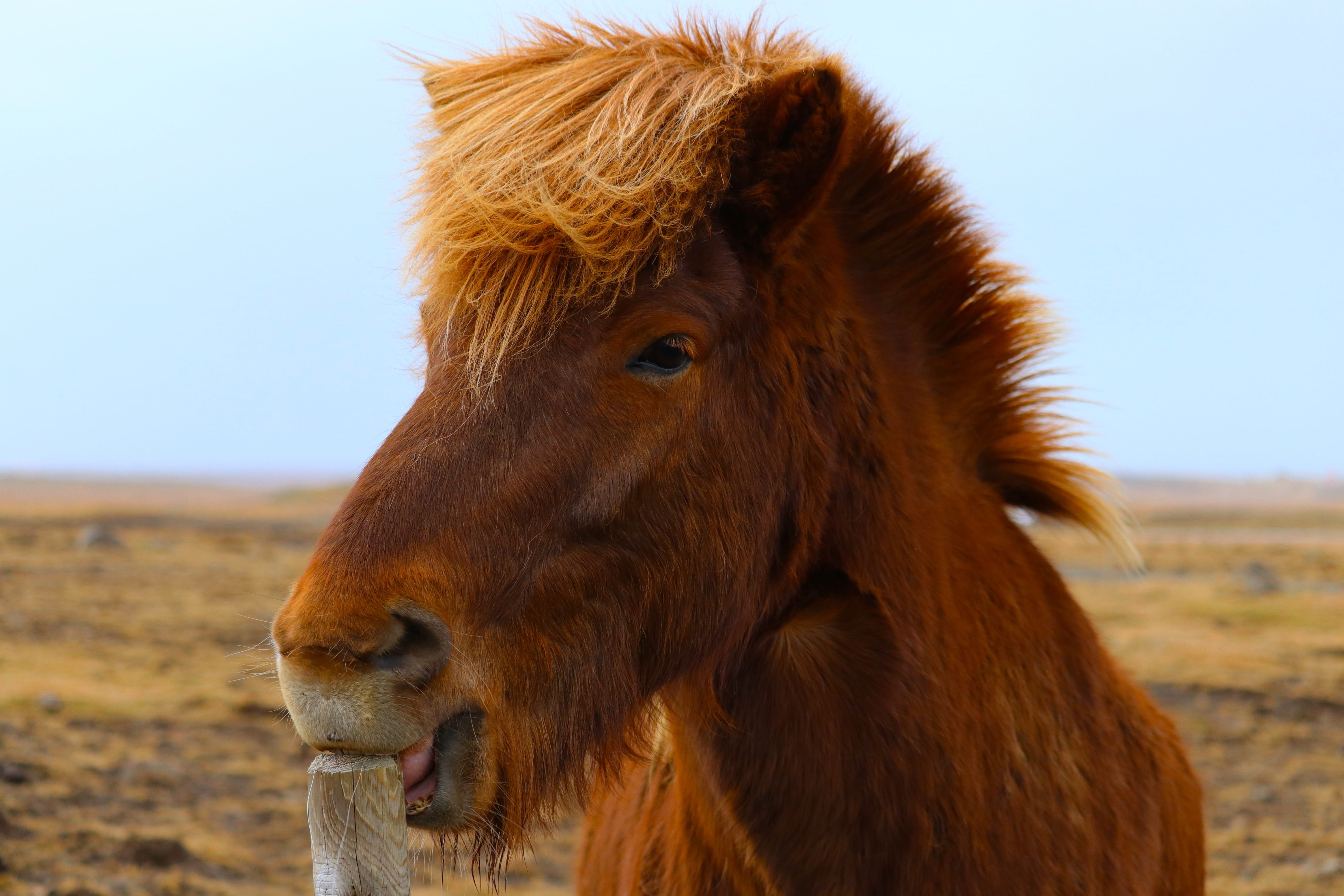 road trip, vertebrate, herbivorous, icelandic, no people, 5K, barn animal, brown, nature, pony, day, biting, profile view, animal themes, livestock, arctic, HD Wallpaper