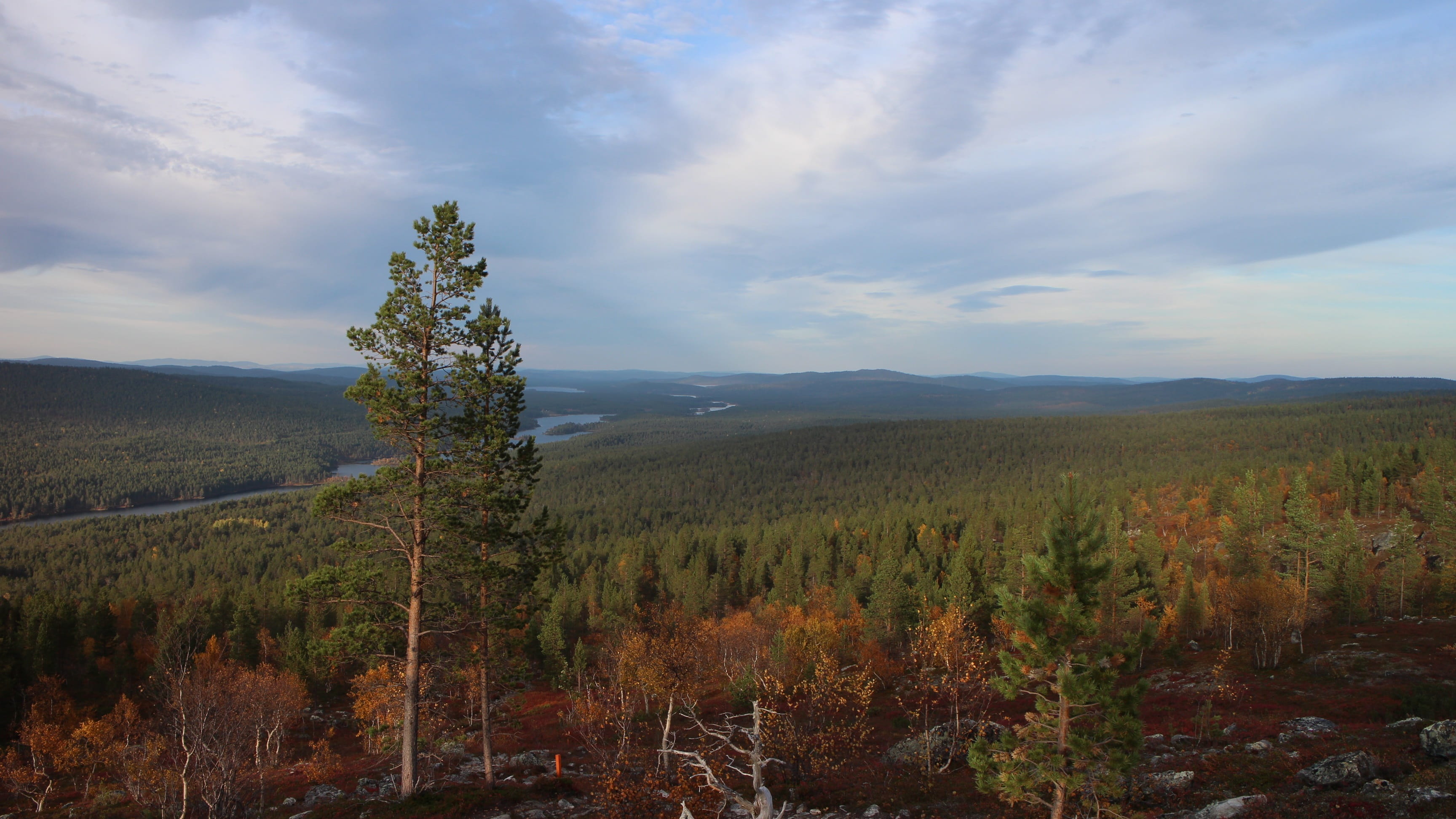 beauty in nature, tranquility, hiking, day, Landscape, finland, mountain, 2K, arctic circle, outdoors, field, tree, lapland, Fell, plant, growth, tranquil scene, HD Wallpaper