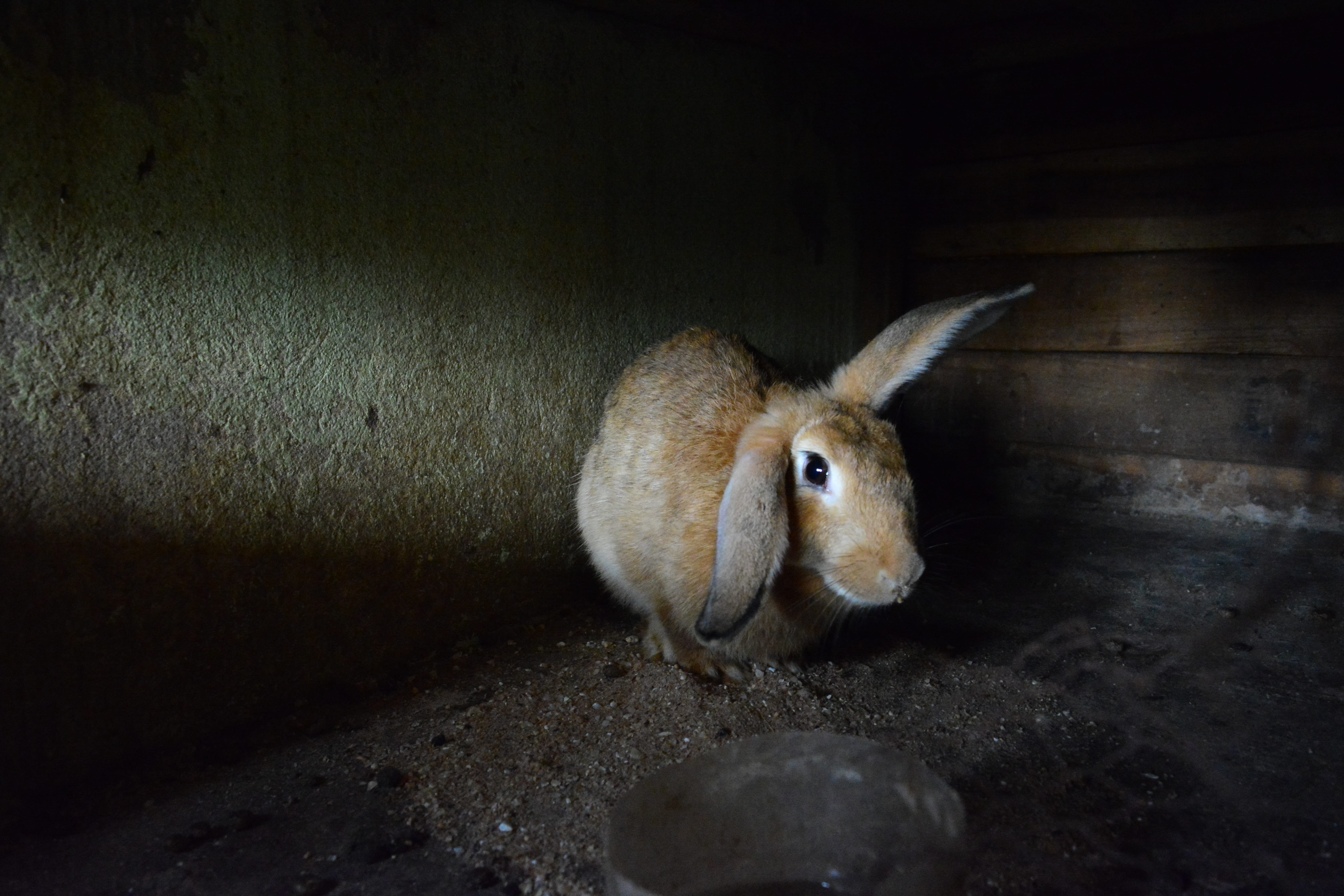 animals in the wild, animal head, pets, mammal, yaoundé, domestic animals, rabbit - animal, one animal, nature, cute, no people, yaounde, indoors, animal, HD Wallpaper