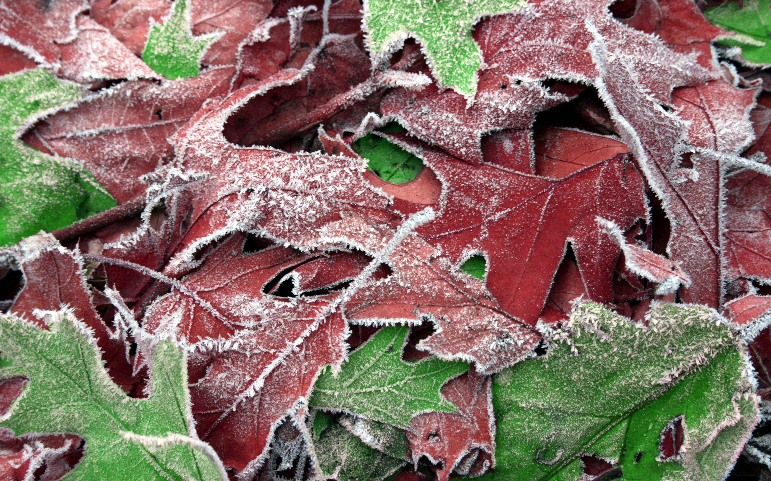 outdoors, macro, tree, leaf vein, branch, full frame, pattern, green, red, season, cold - Temperature, frozen, ice Crystal, ice, growth, wall - building feature, HD Wallpaper
