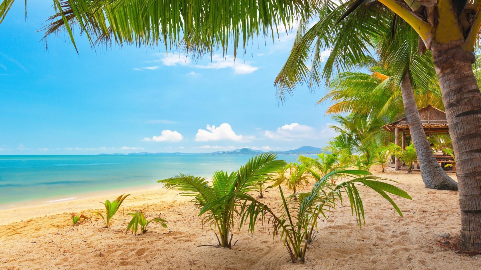 ocean, coast, coco beach, palm tree, africa, palm leaf, blue sky, sand, shore, tranquil scene, growth, plant, caribbean, beauty in nature, tranquility, HD Wallpaper