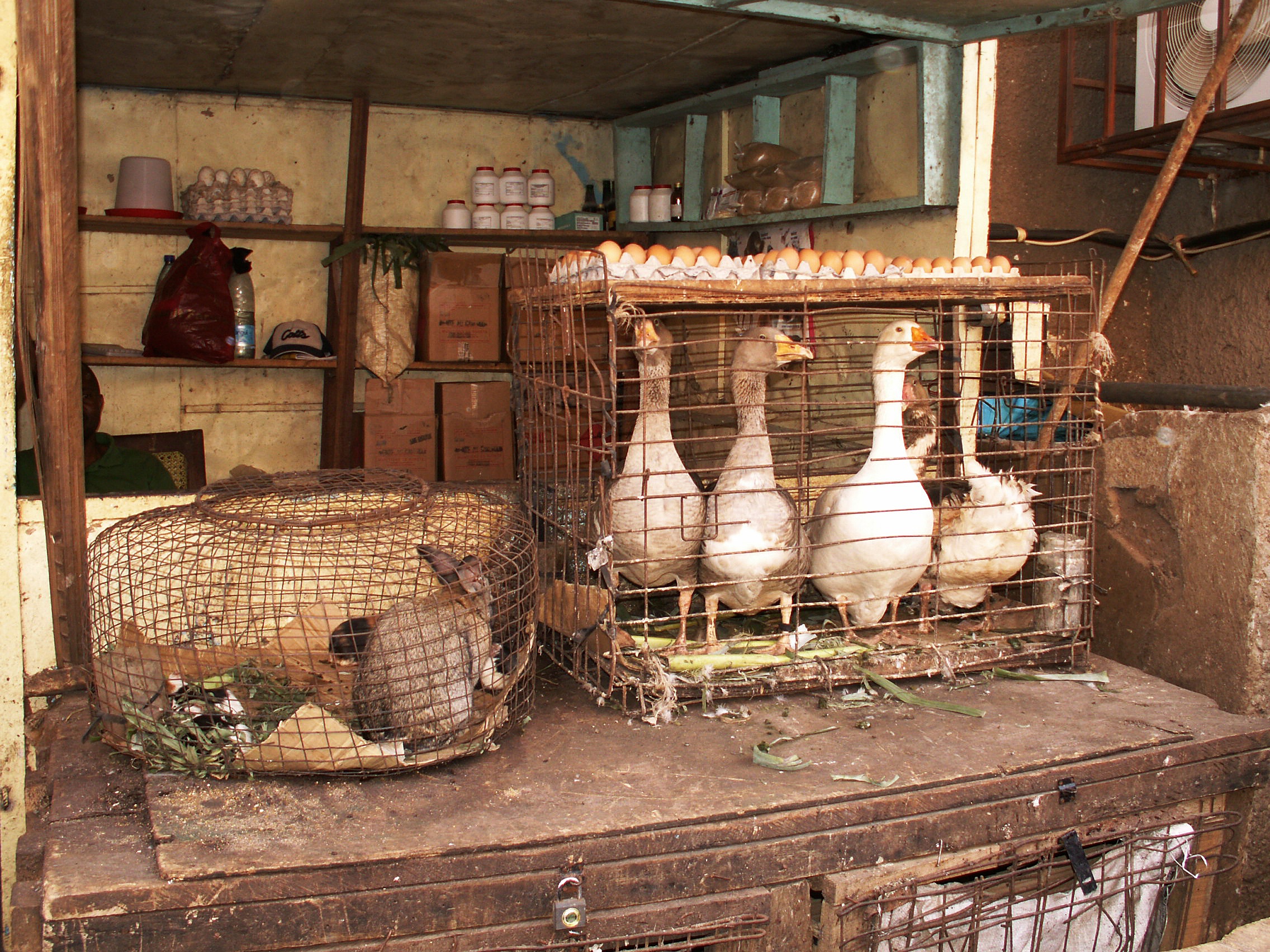 egg, geese, large group of objects, no people, bird, pets, built structure, animal themes, architecture, building exterior, cameroon, 1080P, group of animals, HD Wallpaper