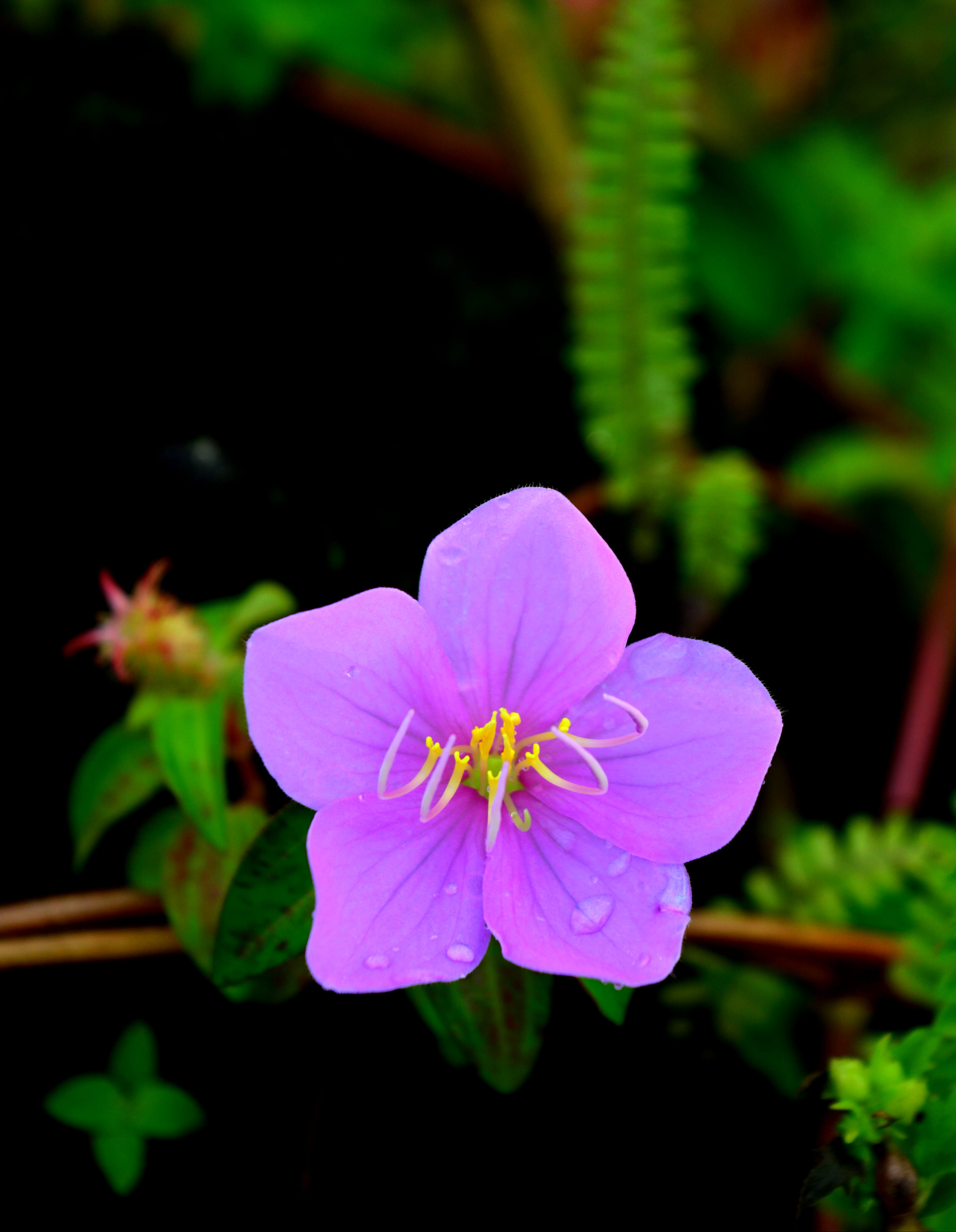 bakingili, nikon, growth, plant, vulnerability, lava, nature, beauty in nature, freshness, pollen, flower, focus on foreground, day, no people, kmertour, Phone HD Wallpaper