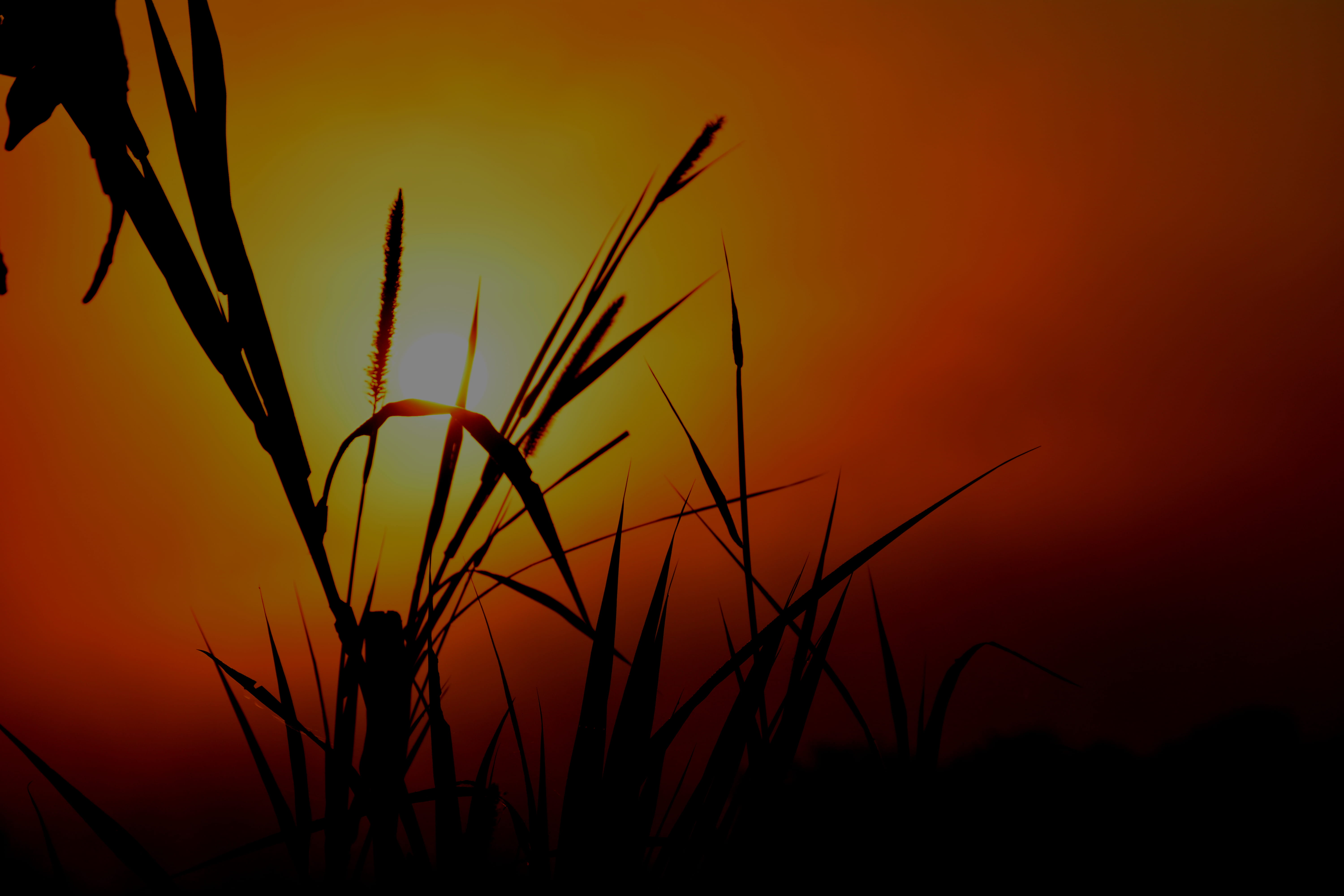 silhouette, tranquil scene, cameroon, dusk, cameroun, focus on foreground, tranquility, plant, nature, no people, sunset, beauty in nature, orange color, HD Wallpaper