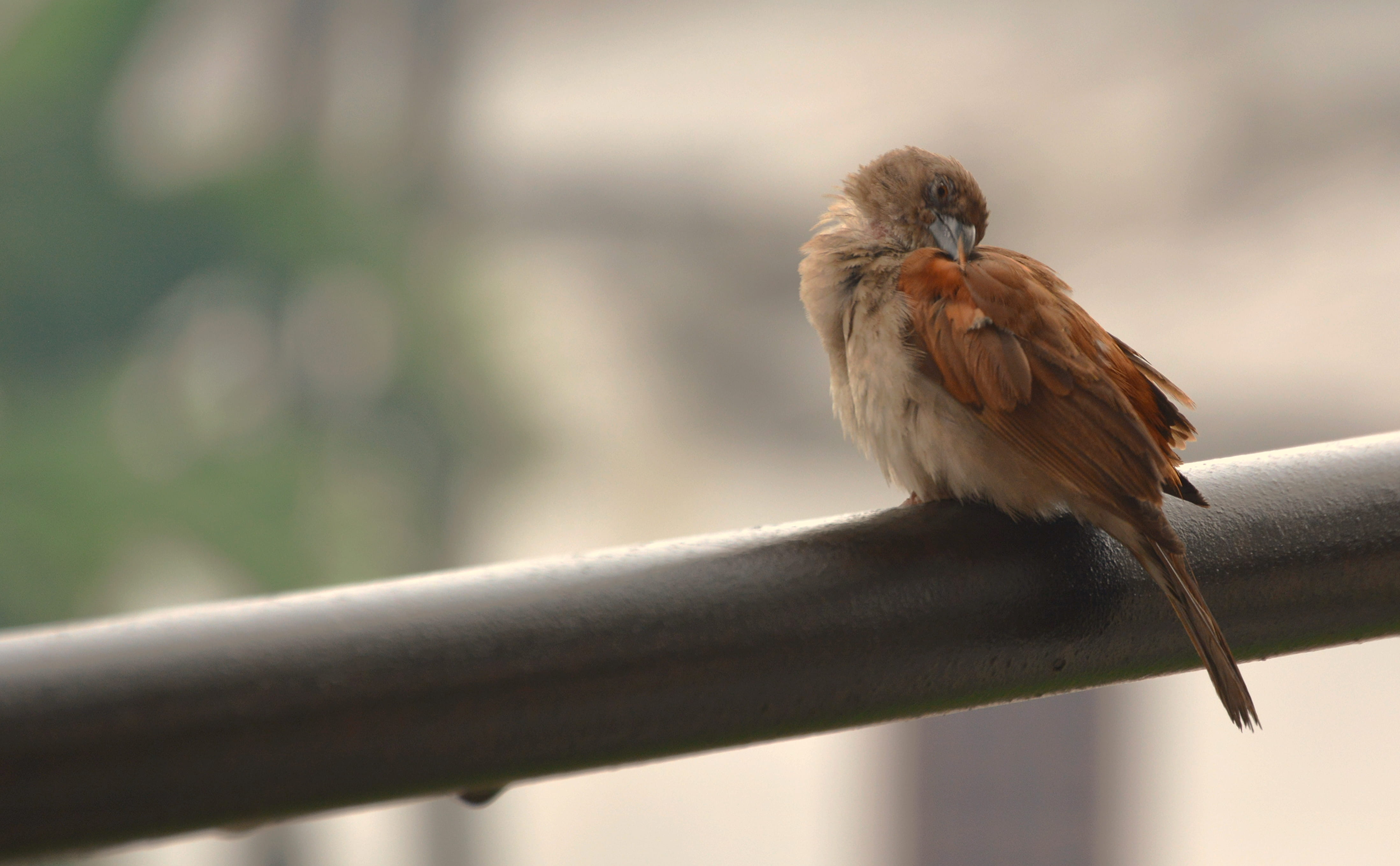 birdwatching, ngodi, animal wildlife, africa, perching, sparrow, focus on foreground, bokeh, nikon, animal, day, branch, animal themes, boundary, one animal, HD Wallpaper