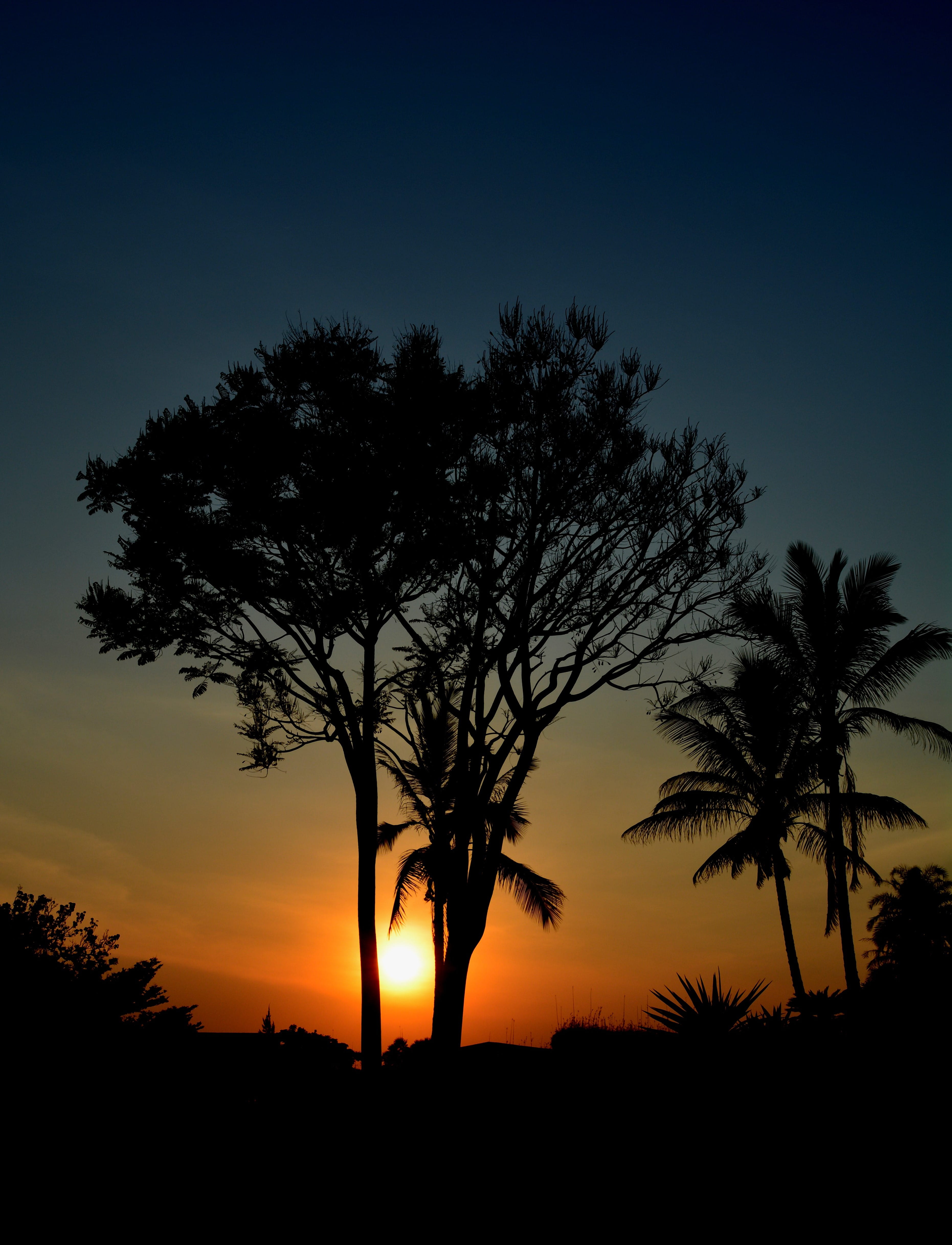growth, tranquility, nikon, kmertour, land, nature, environment, beauty in nature, no people, tranquil scene, sunset, foumbot, tropical climate, sky, plant, Phone HD Wallpaper