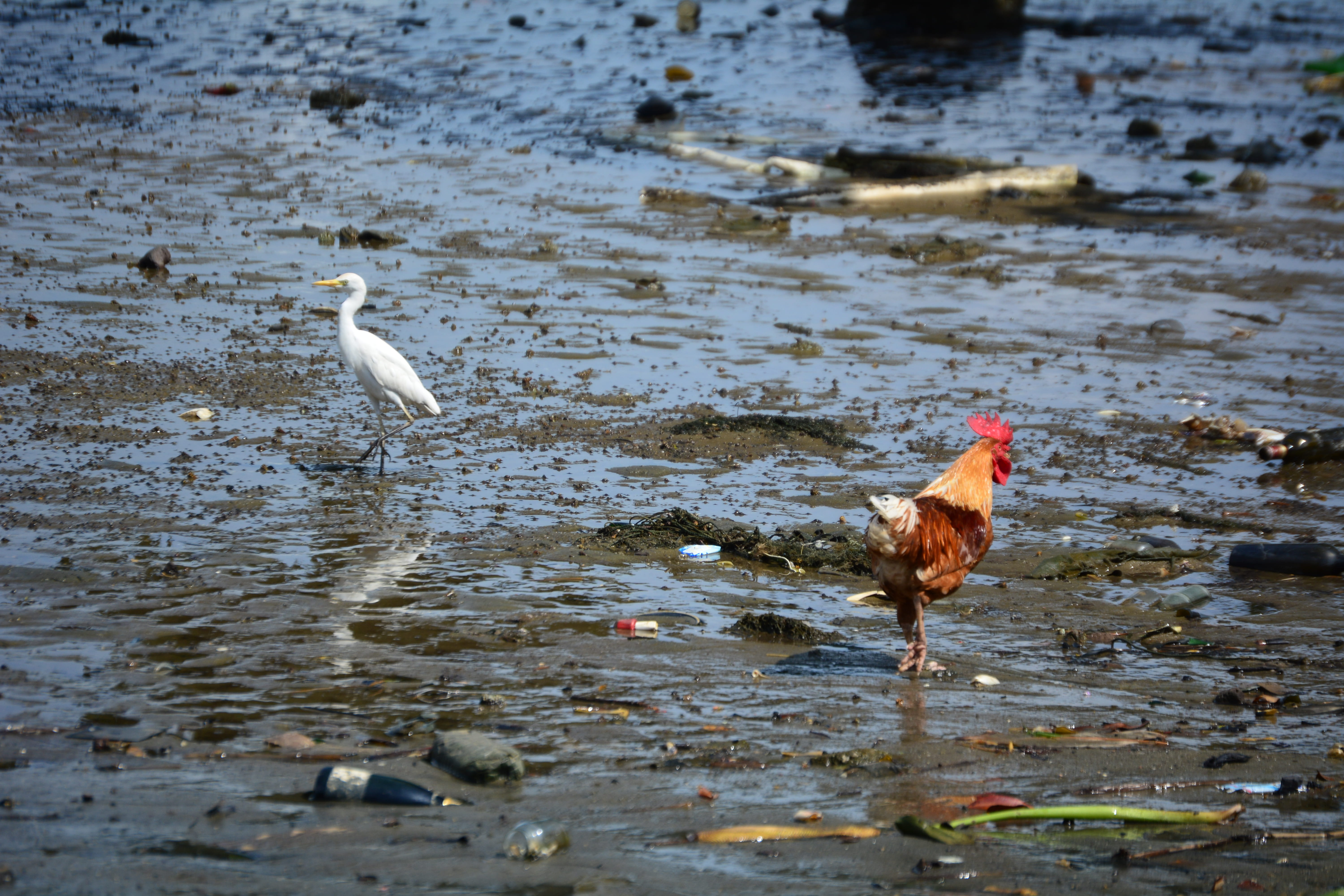 animals, pollution, cameroun, 5K, birds, river, outdoors, beach, lake, douala, selective focus, animal themes, day, base navale de douala de la marine nationale, HD Wallpaper