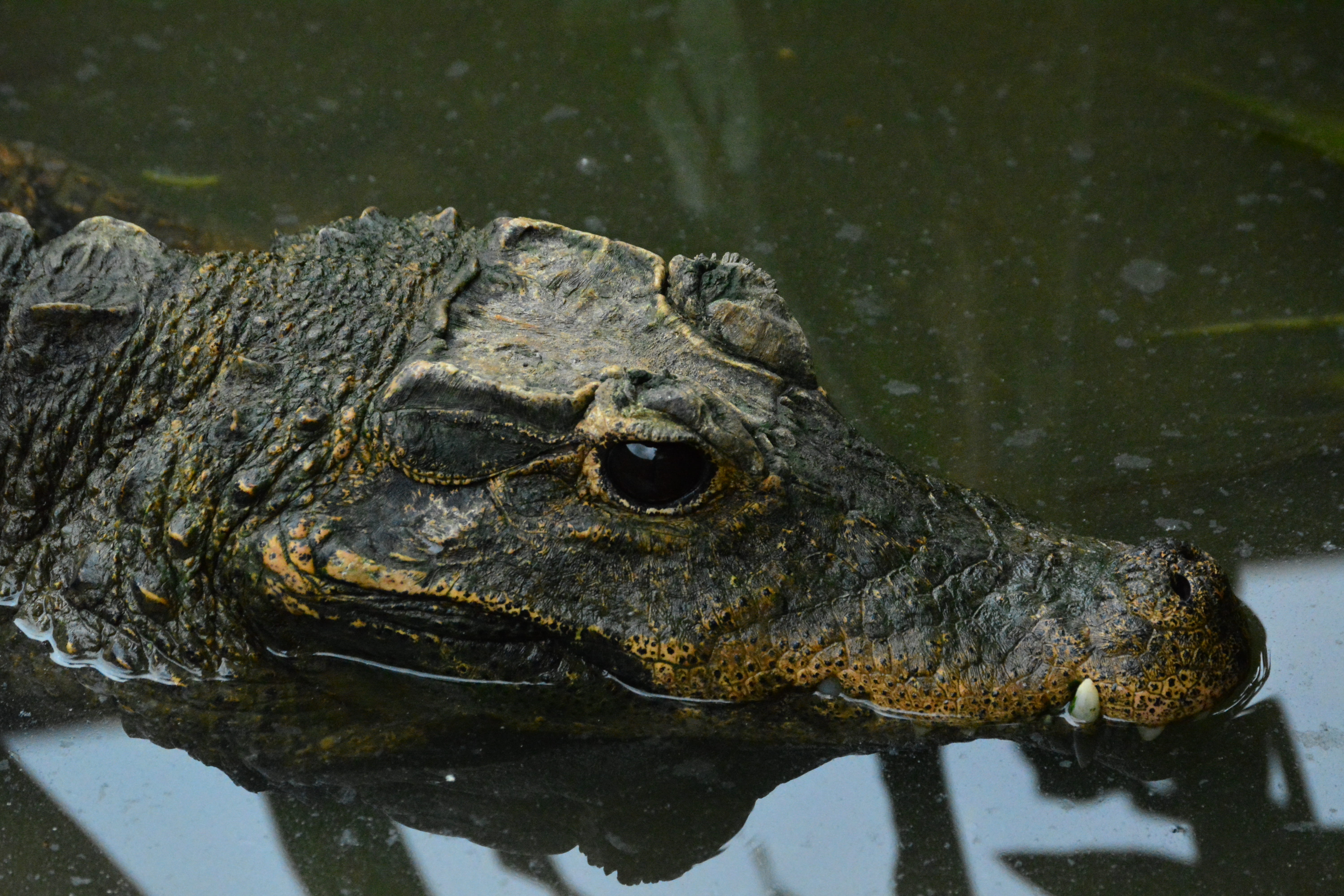 animal body part, 5K, animal themes, animal wildlife, nature, limbe, water, animal, limbé, kmertour, reptile, reflection, one animal, swamp, animal head, HD Wallpaper