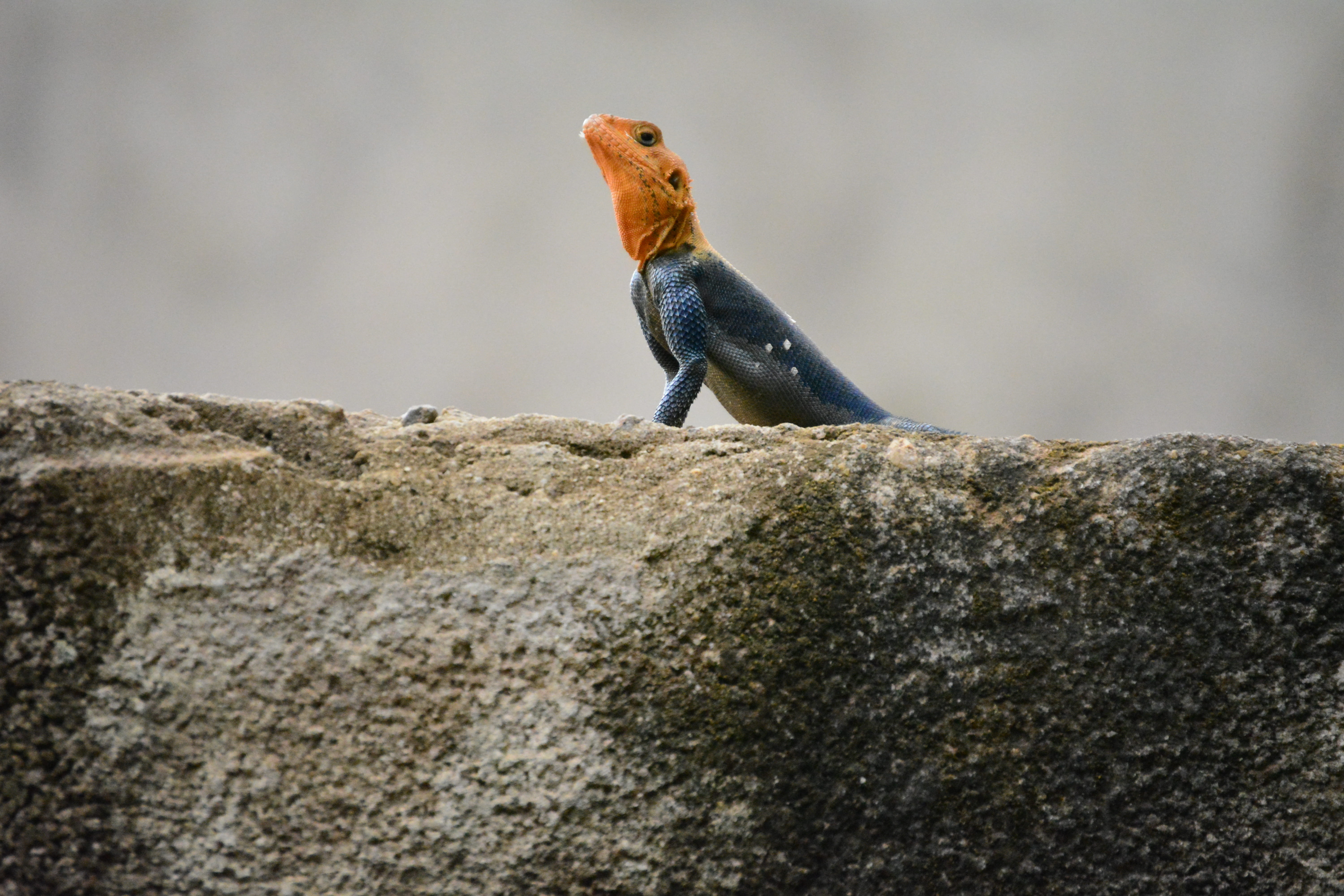 rock - object, mendong camp sic, bird, perching, cameroon, day, full length, one animal, kmertour, animal wildlife, solid, low angle view, no people, outdoors, HD Wallpaper