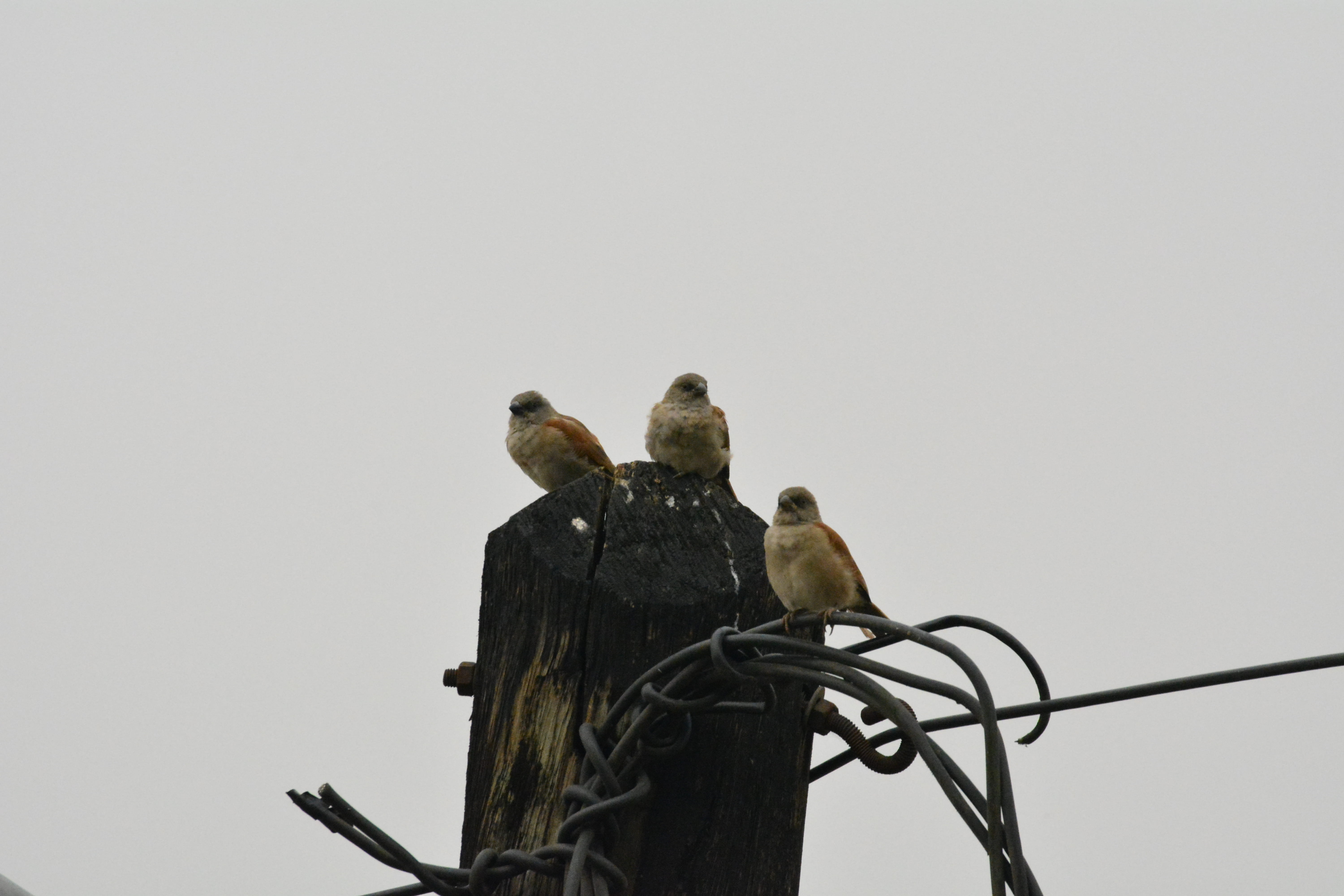 birds, copy space, vertebrate, sparrow, nature, kmertour, low angle view, animal wildlife, city, two animals, birdwatching, ngodi, cameroun, outdoors, no people, HD Wallpaper