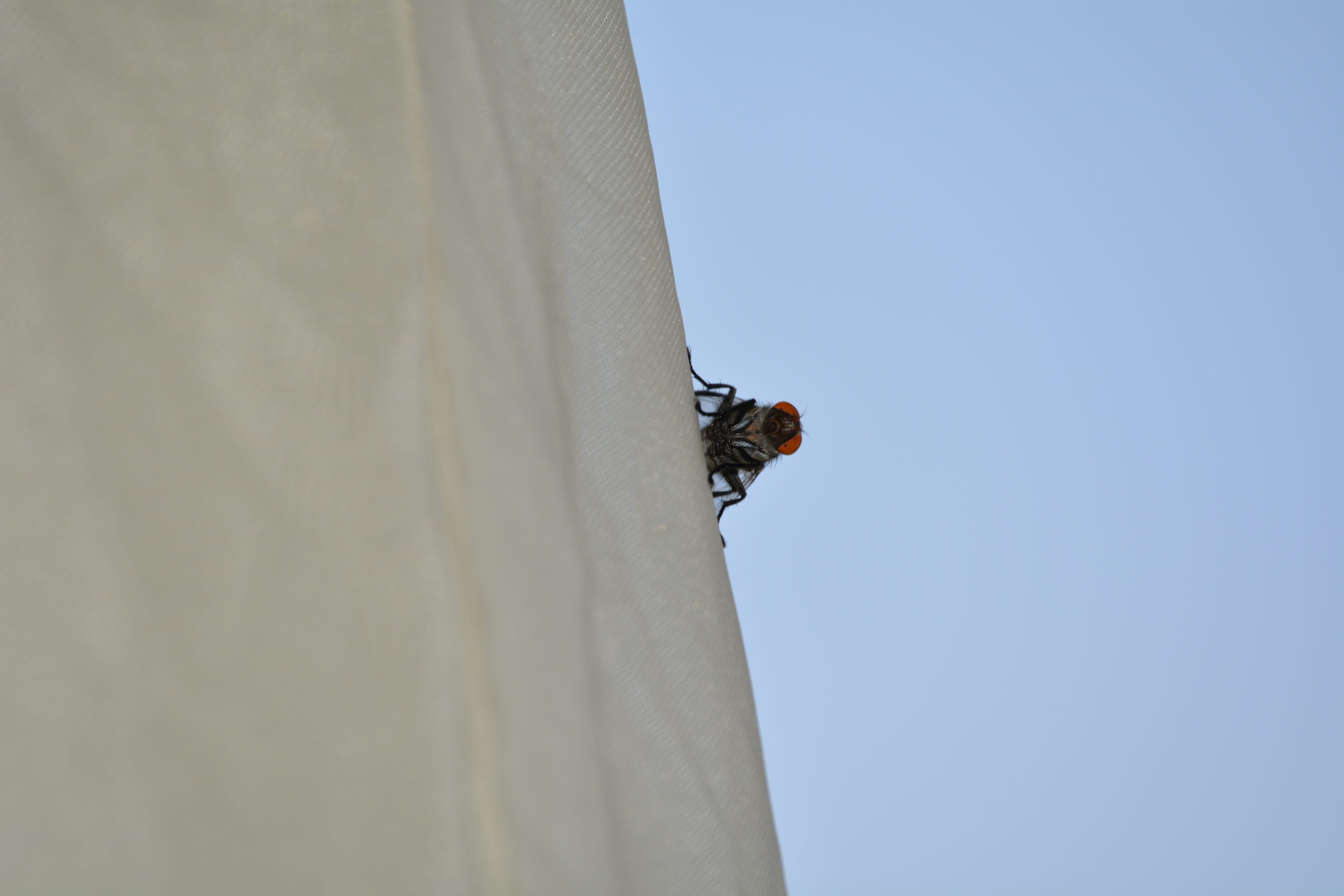 sport, macro, flies, adventure, kmertour, men, ngodi, africa, clear sky, sky, leisure activity, cameroun, insects, motion, extreme sports, low angle view, HD Wallpaper