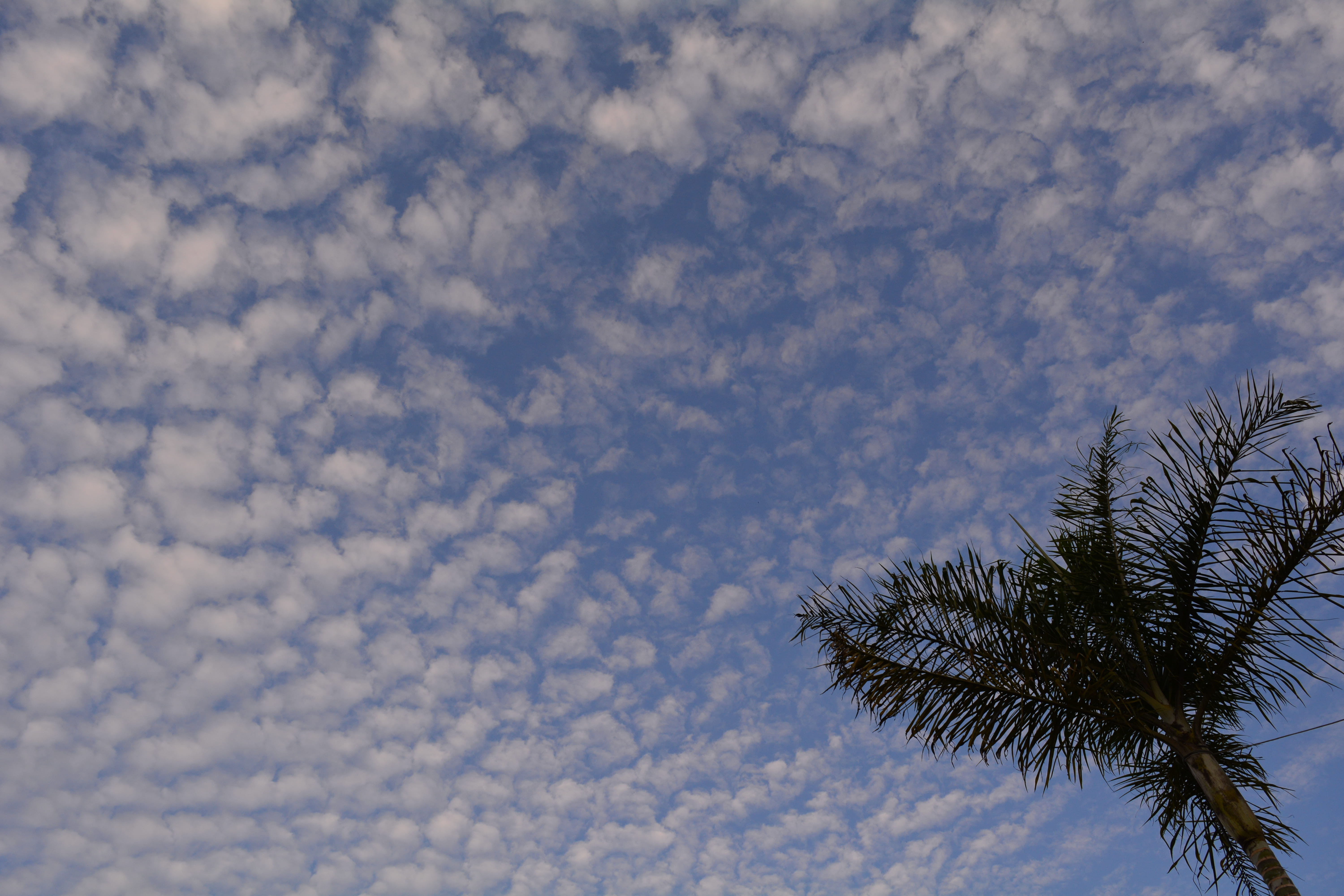 tropical climate, buea, cameroon, sky, low angle view, nature, tree, sunrise, cloud - sky, outdoors, cloudscape, silhouette, minimalism, 5K, palm tree, HD Wallpaper