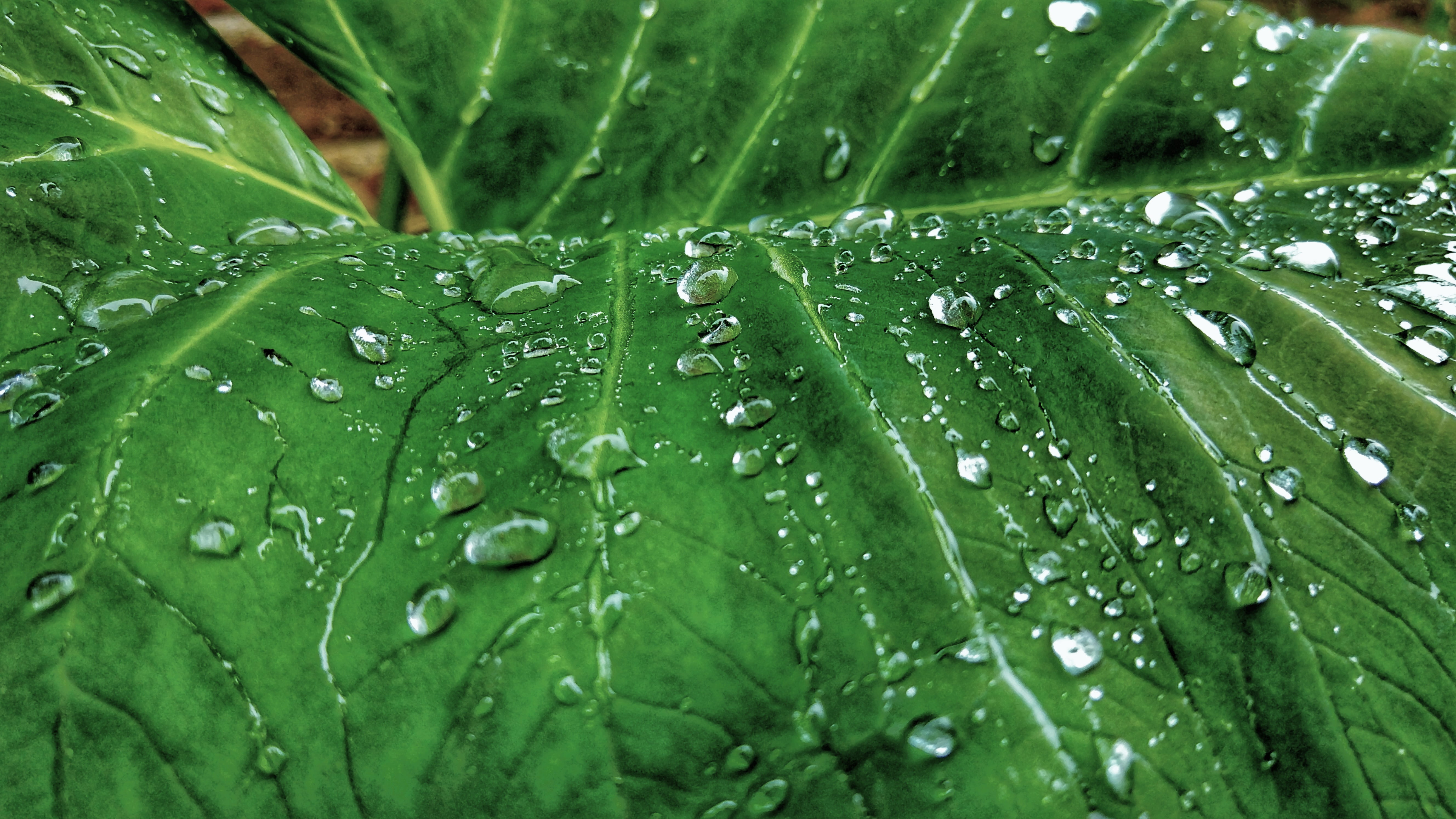 no people, leaves, green color, macro, taro, blade of grass, dew, nature, 5K, gardening, outdoors, green, beauty in nature, leaf, close, plant, full frame, HD Wallpaper