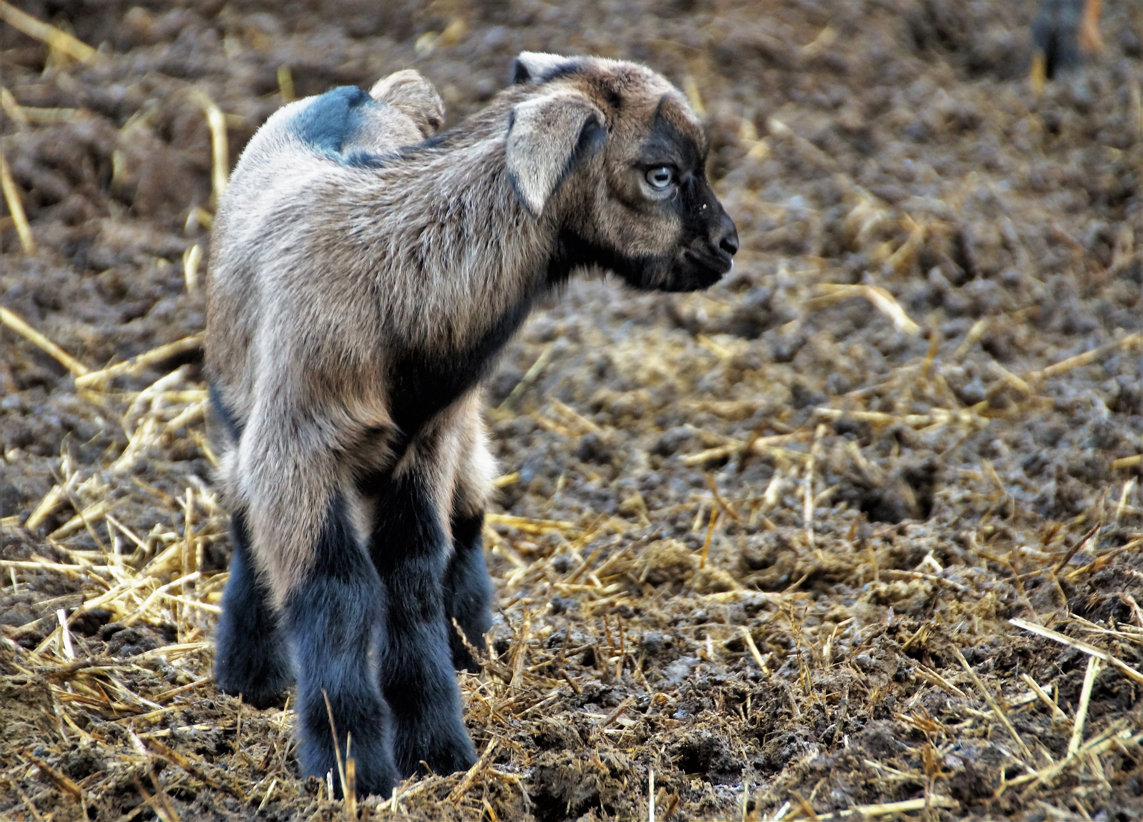 cameroon, brown, cute, young animal, animal wildlife, 4K, one animal, looking, sheep, animal, outdoors, day, standing, breeding, mammal, no people, vertebrate, HD Wallpaper