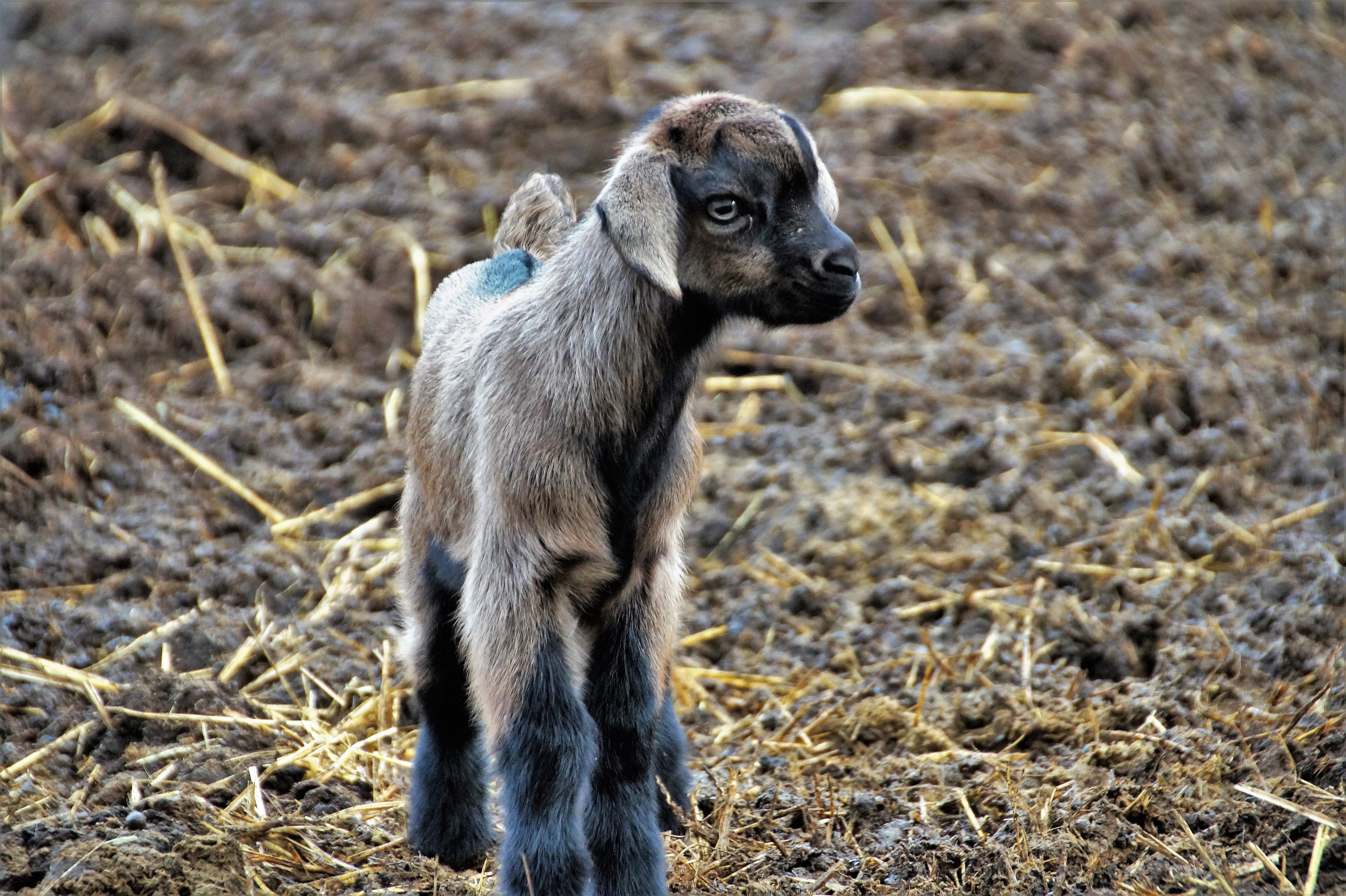 cub, land, animals in the wild, cute, cameroon, animal, farm, vertebrate, herbivorous, focus on foreground, one animal, lamb, animal themes, canine, domestic animals, HD Wallpaper