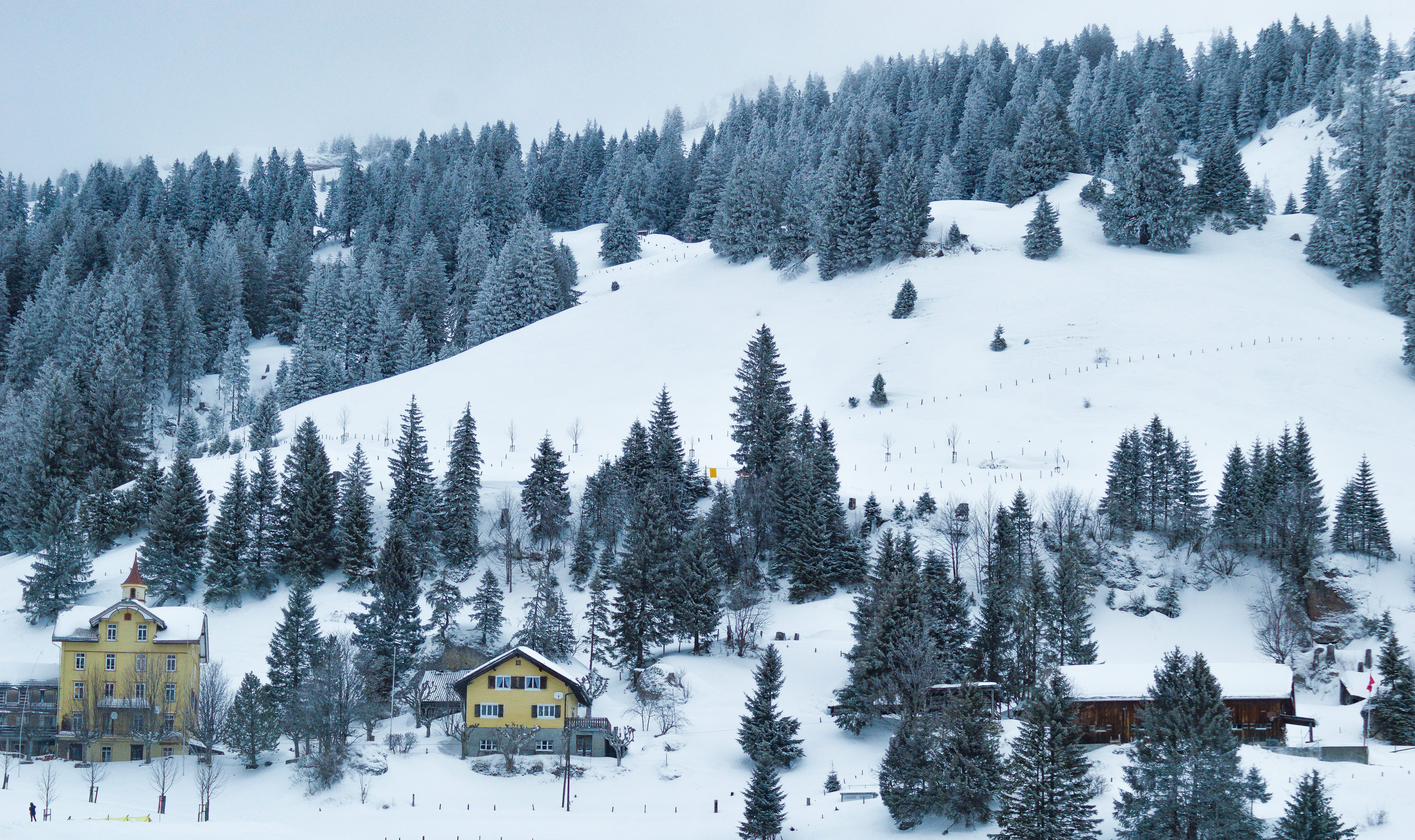 covering, riggi, slope, built structure, nature, architecture, no people, conifer, ski resort, 5K, swiss, animal, my blog, outdoors, pine, houses, ice, HD Wallpaper