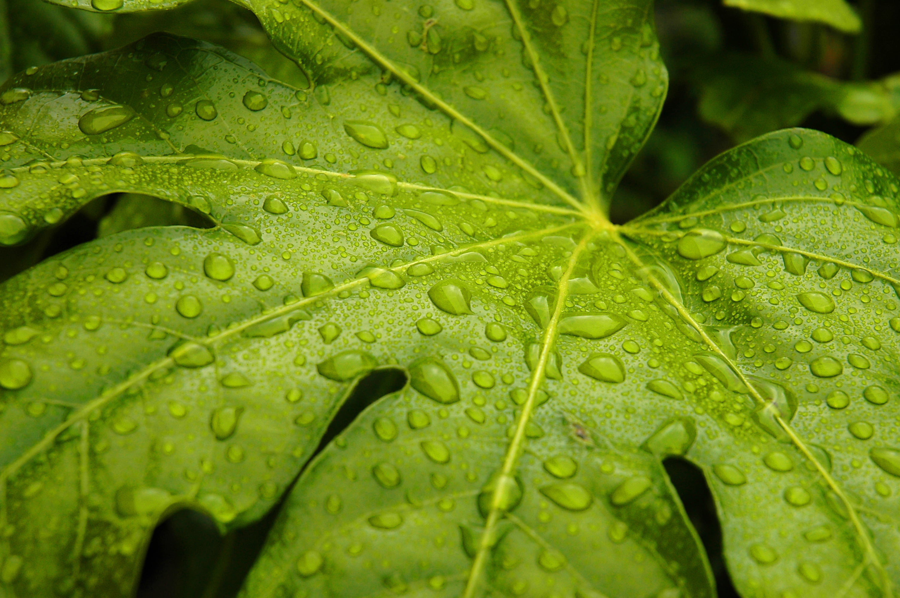 close-up, water droplets, leaf, freshness, wet, green leaf, 2K, Fig Leaf, nature, macro, backgrounds, drop, organic, green Color, photoblog, water, plant, HD Wallpaper
