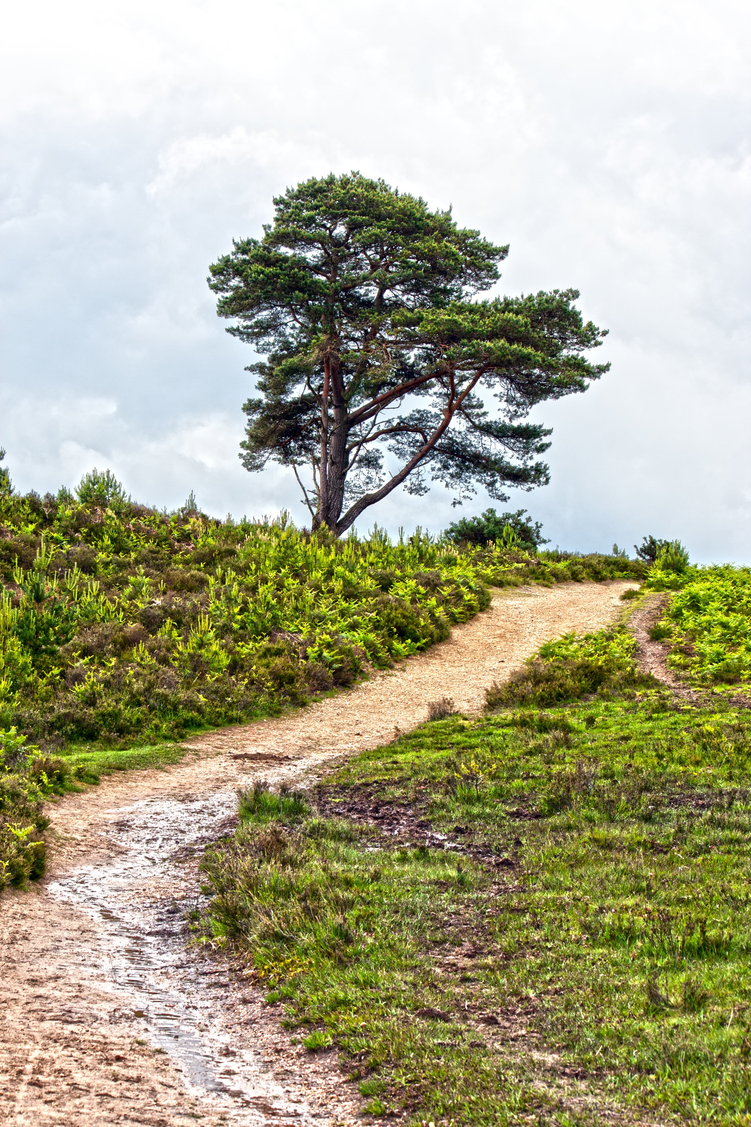 landscape, dirt road, tranquil scene, pathway, green, dirt, stormy, nature, outdoor, outdoors, day, sky, hampshire, 4K, field, image, scenics - nature, Phone HD Wallpaper