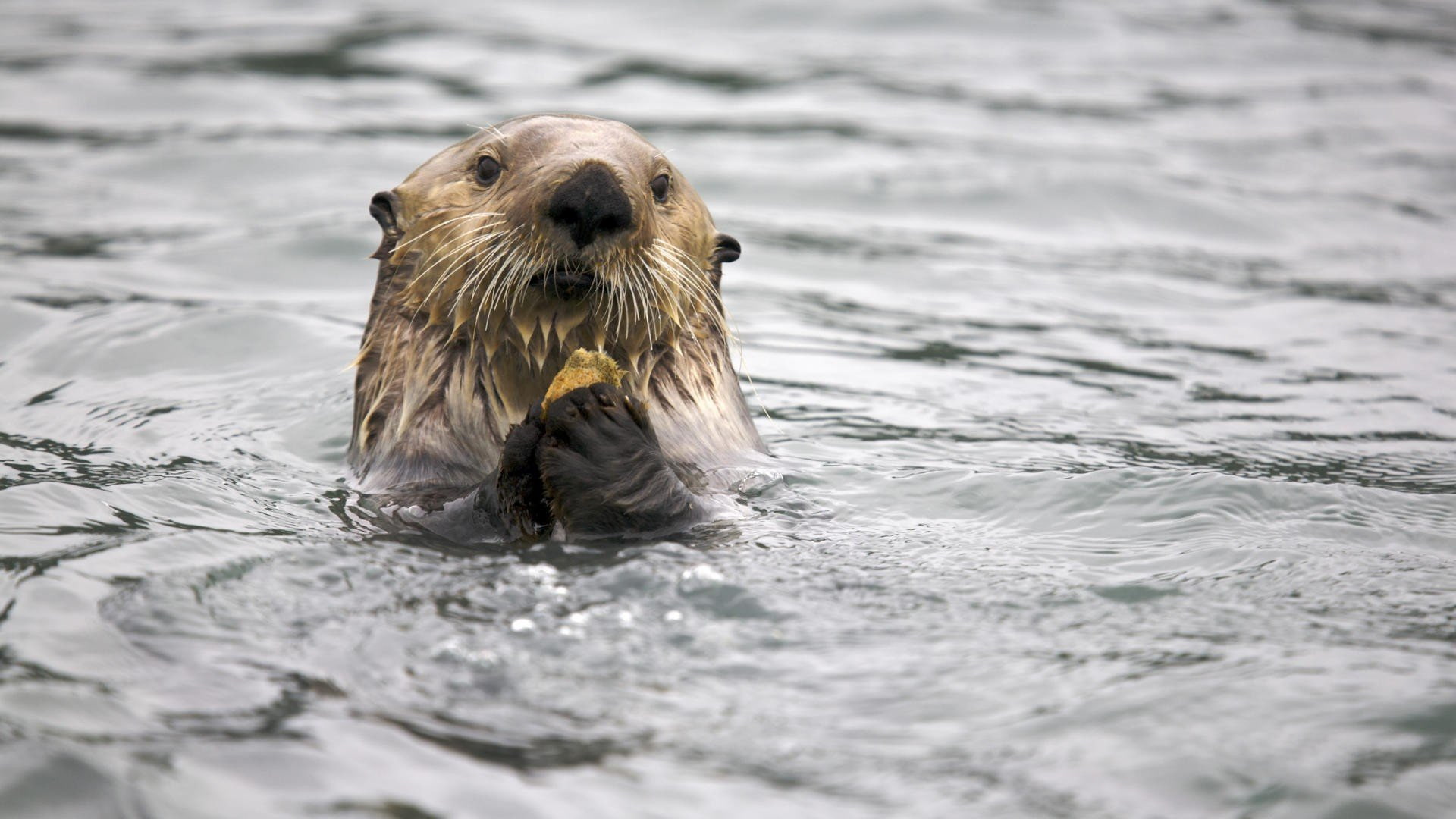 marine, sea, day, underwater, aquatic mammal, swimming, Glacier, looking at camera, Otters, water, portrait, whisker, Bay, animal themes, vertebrate, 1080P, HD Wallpaper