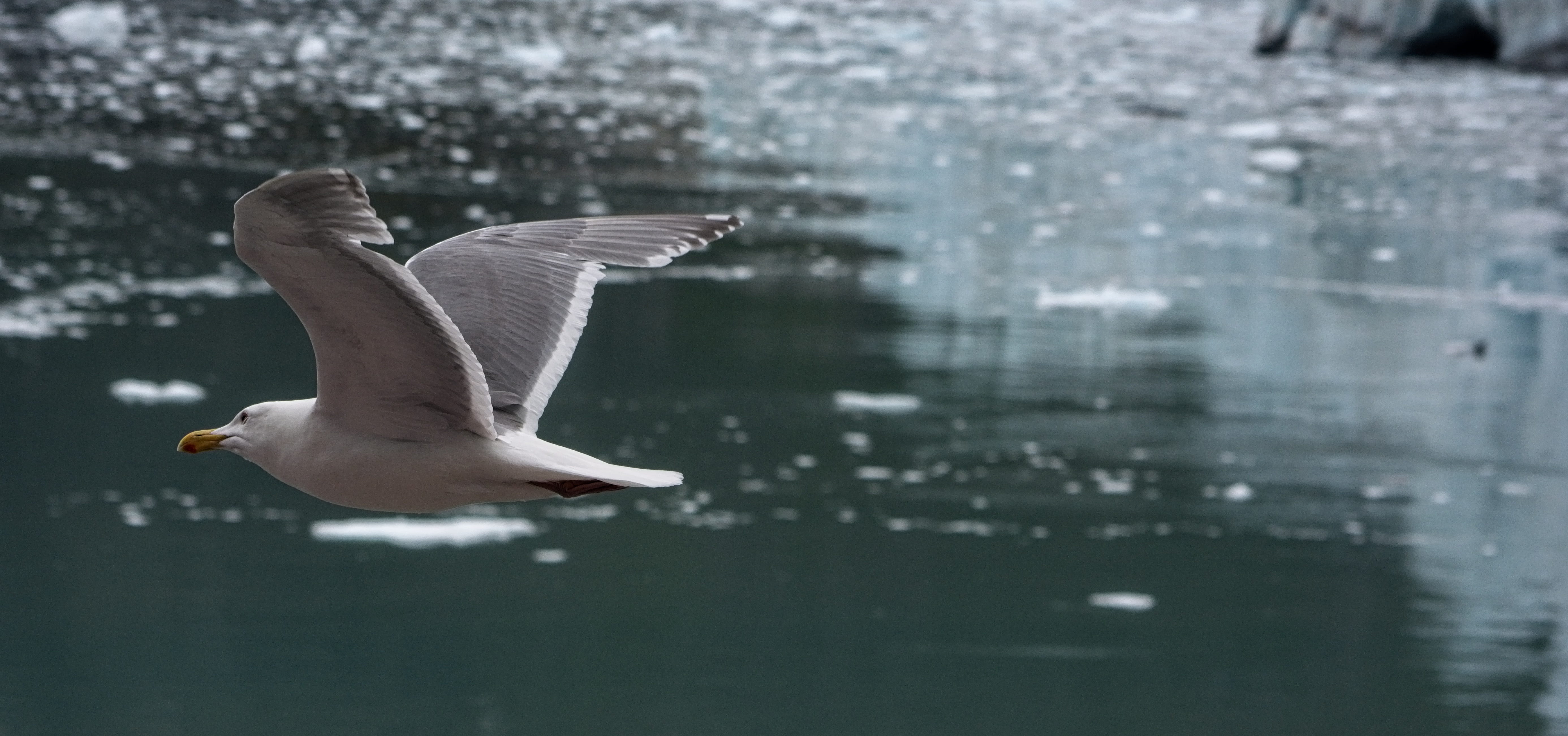 sea, no people, seagull, flapping, water, outdoors, spread wings, glacier bay, travel, glaucous-winged gull, 5K, motion, animal wildlife, animal wing, HD Wallpaper