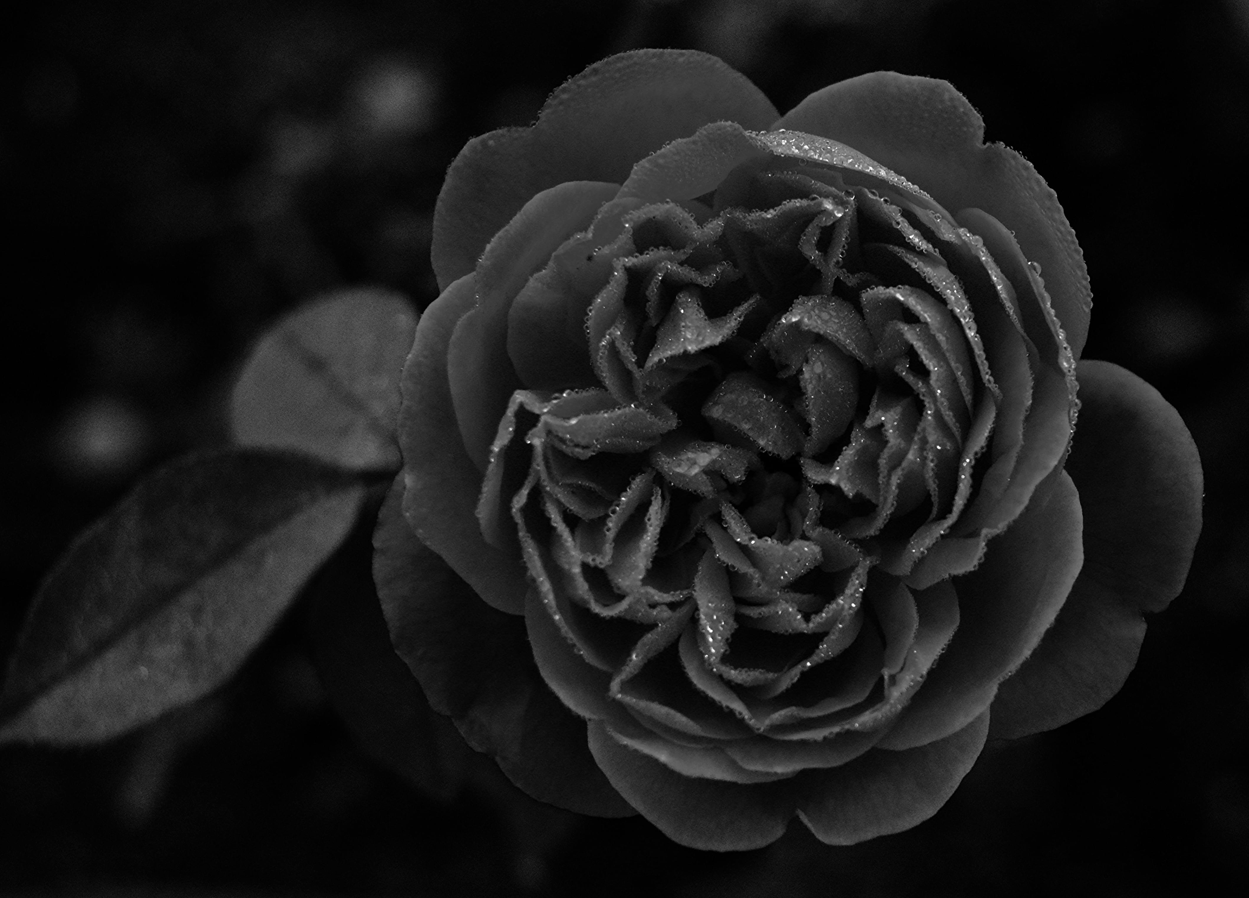 flowers, plants, drops, 4K, roses, growth, cameroun, black background, domaine du petpenoun, africa, fragility, kmertour, flower, nature, cameroon, plant, HD Wallpaper