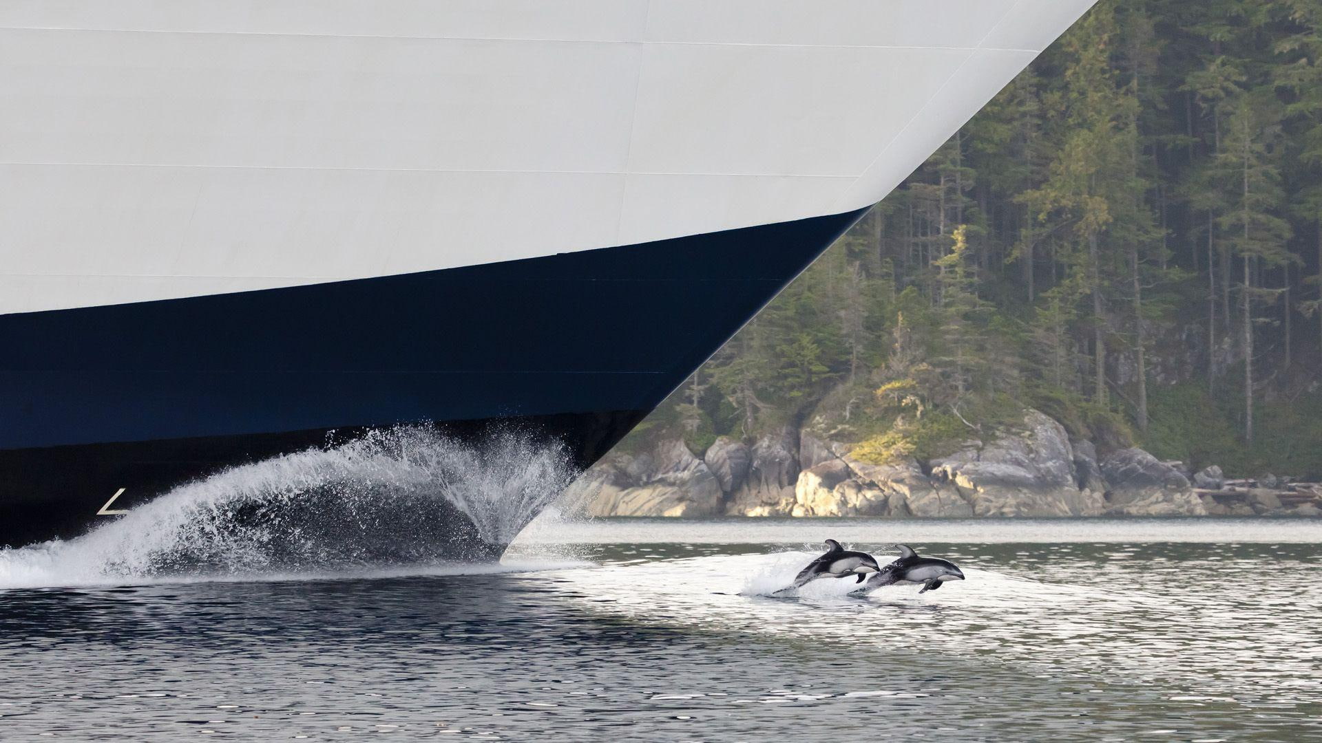 dolphins, 1920x1080, british columbia, johnstone, canada, black, white, animals, dolphin, 1080P, strait, johnstone strait, two, HD Wallpaper