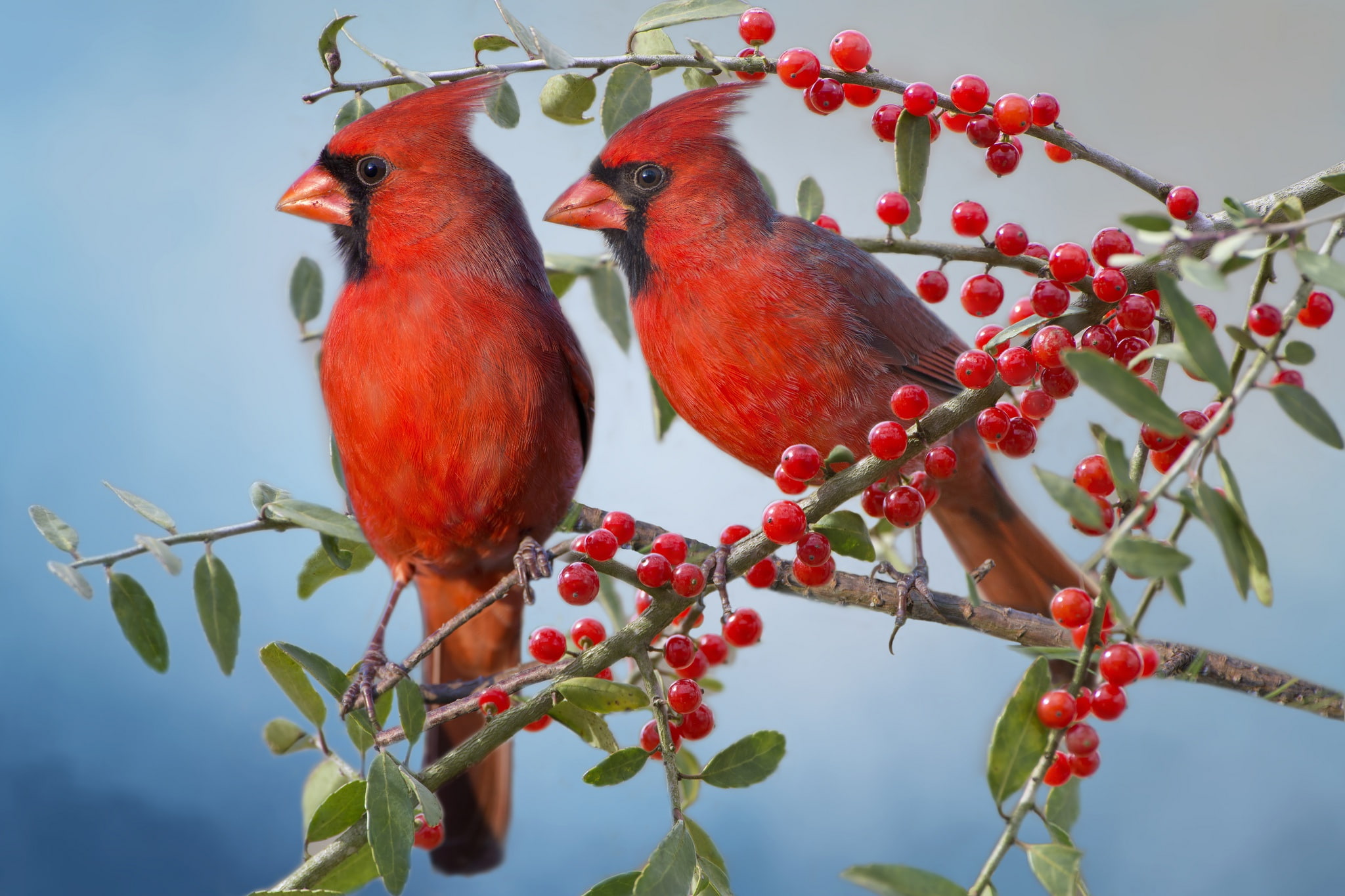 birds, branches, Red cardinal, a couple, berries, the cardinals, 1080P, HD Wallpaper