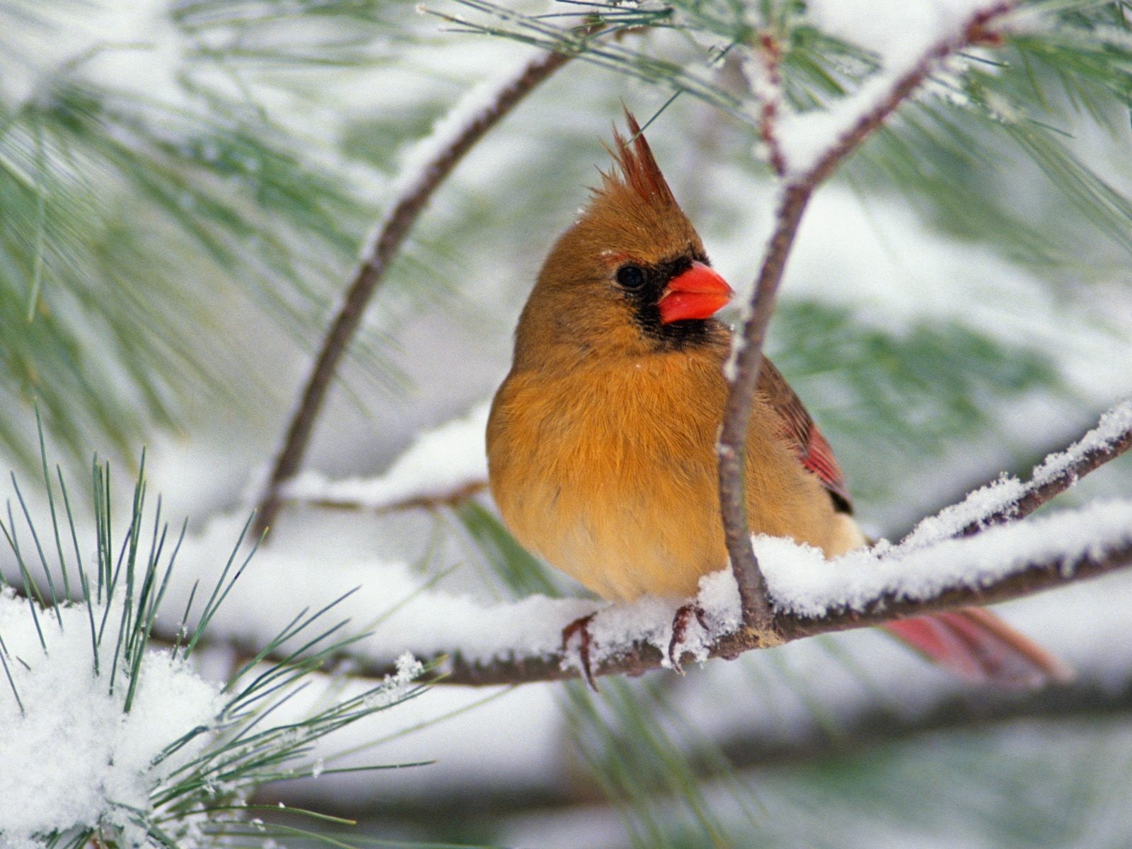 720P, birds, animals, closeup, Cardinals, nature, feathers, wings, snow, HD Wallpaper