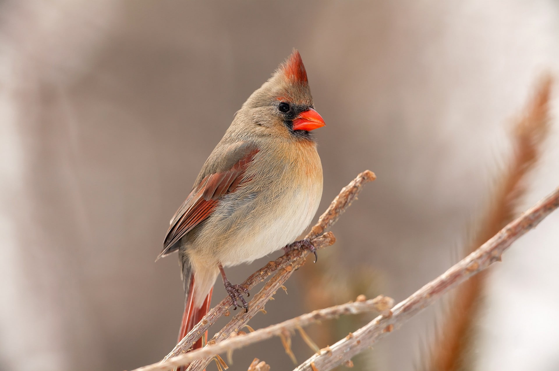 animals, Cardinals, 1080P, nature, twigs, birds, HD Wallpaper