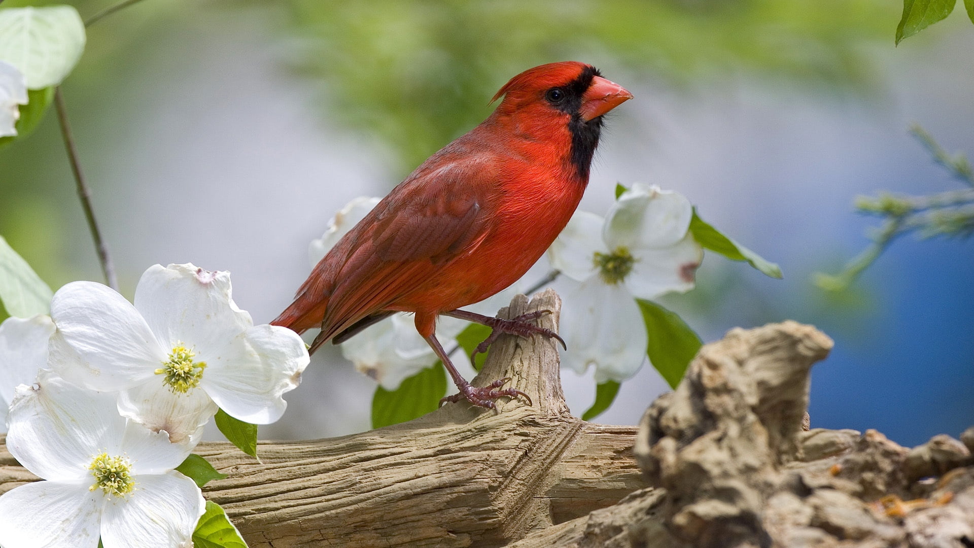 flower, bird, white, vertebrate, bird Watching, close-up, perching, petaled, flowers, no people, northern, outdoors, focus on foreground, daytime, wildlife, HD Wallpaper
